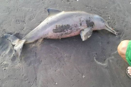 Filhote de golfinho morre ao ser retirado do mar por banhistas para tirar selfie