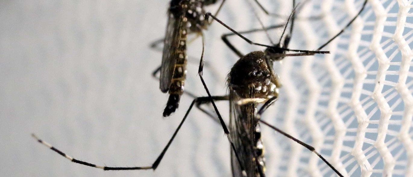PERIGO: Contra zika, EUA liberam testes com mosquitos transgênicos