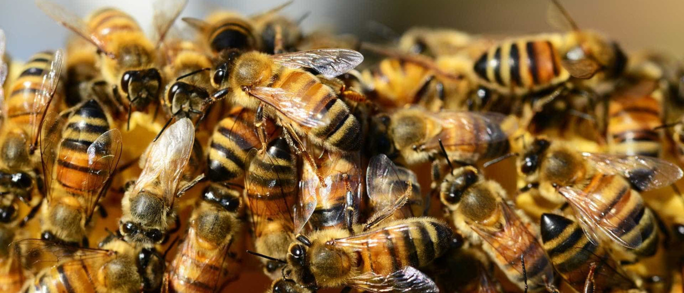 Resultado de imagem para Soro contra veneno de abelhas começa a ser testado em humanos