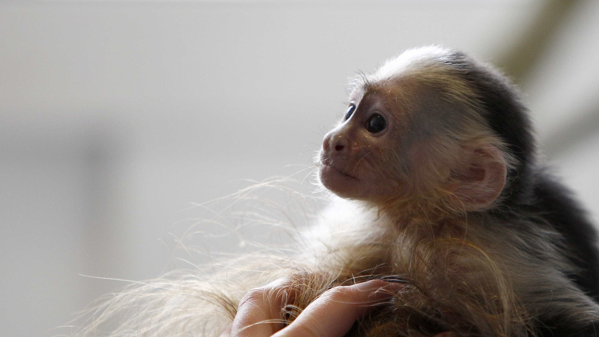 Macacos mortos no Rio não estavam infectados por febre amarela