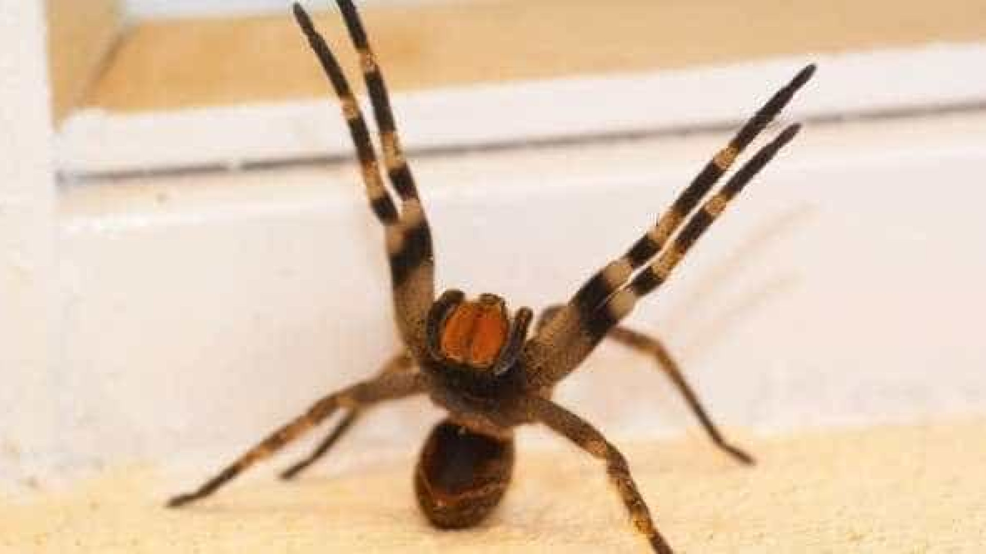Picada de aranha provoca ereção de até quatro horas