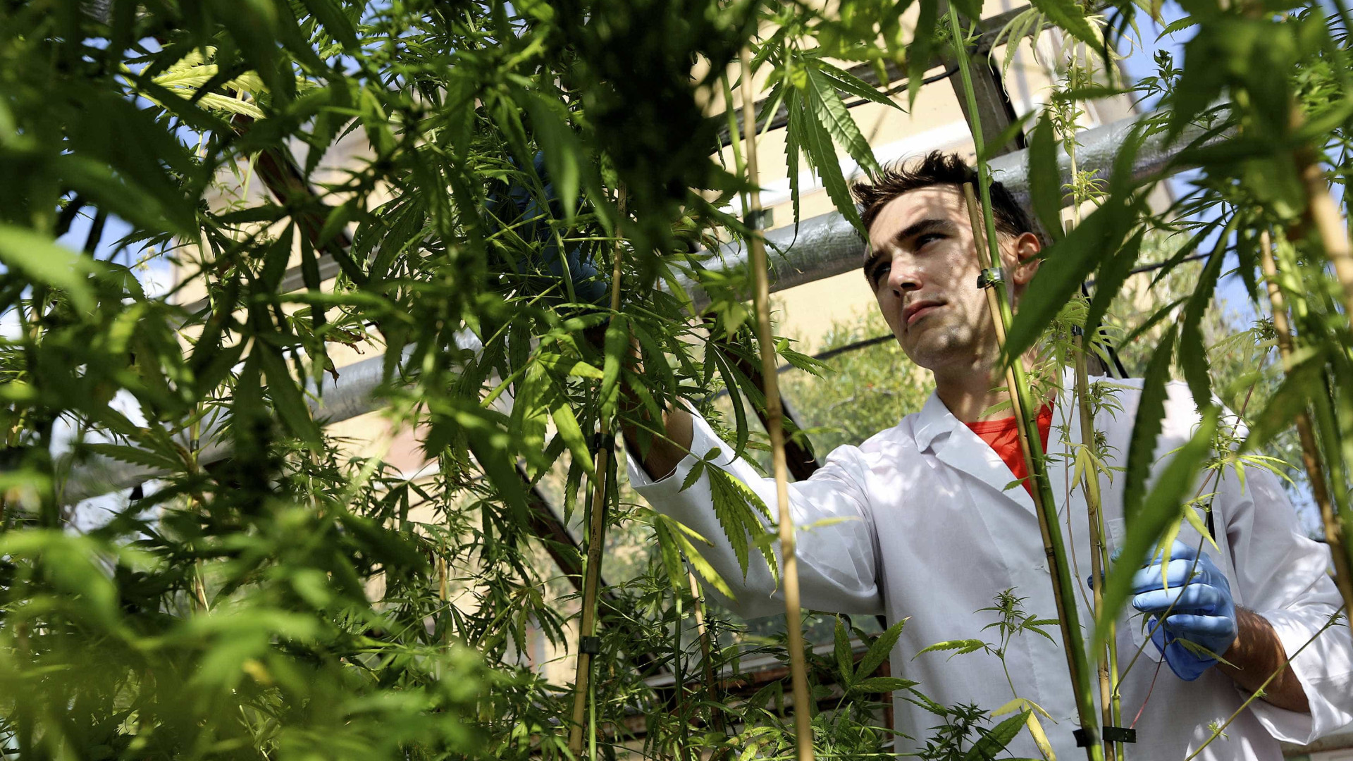 Comissão aprova cultivo da cannabis para uso terapêutico