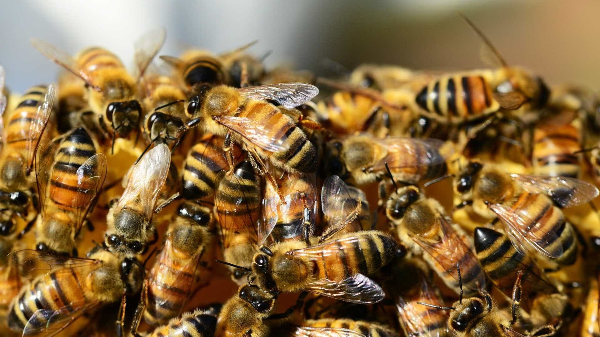 Ataque de abelhas mata bebê e fere 3 irmãos em Salvador