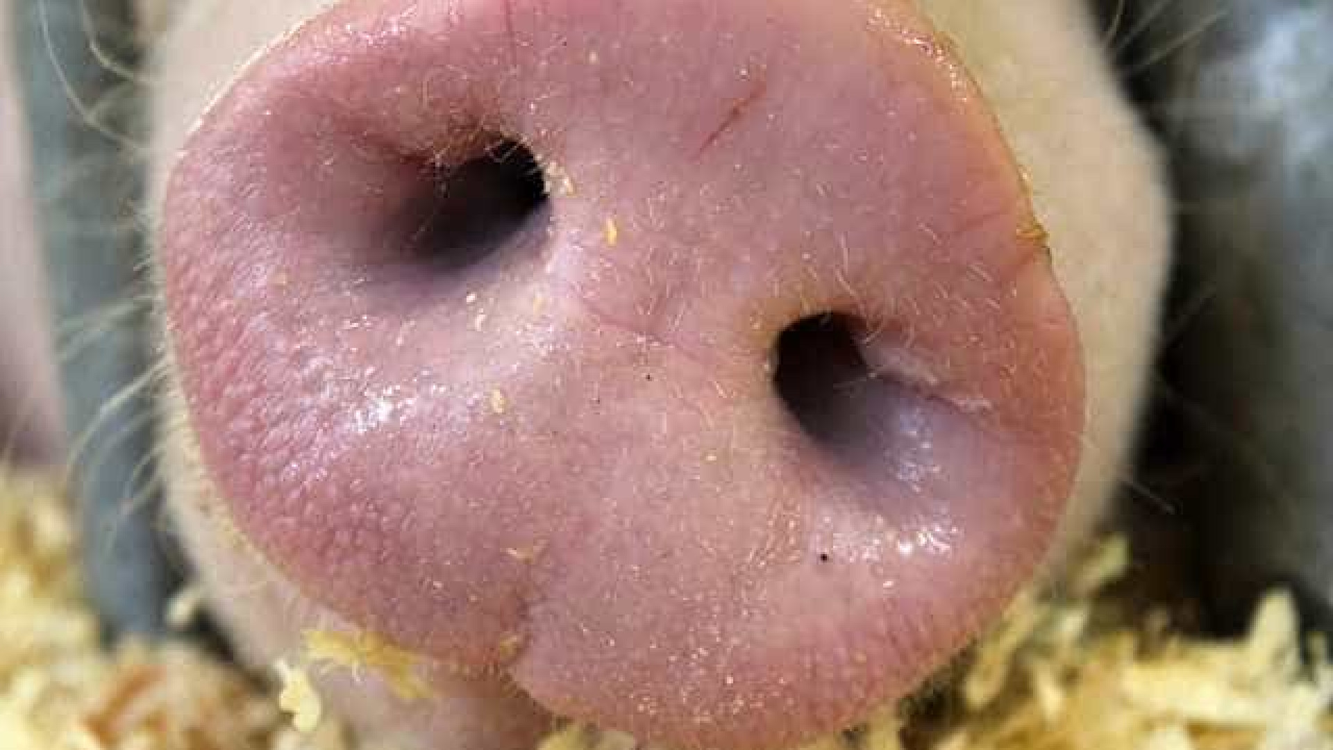 Porquinho com dois focinhos e três olhos nasce na China; veja!