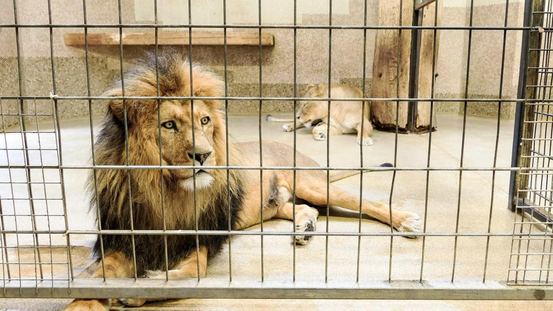 TripAdvisor deixa de vender ingressos
de atrações com animais