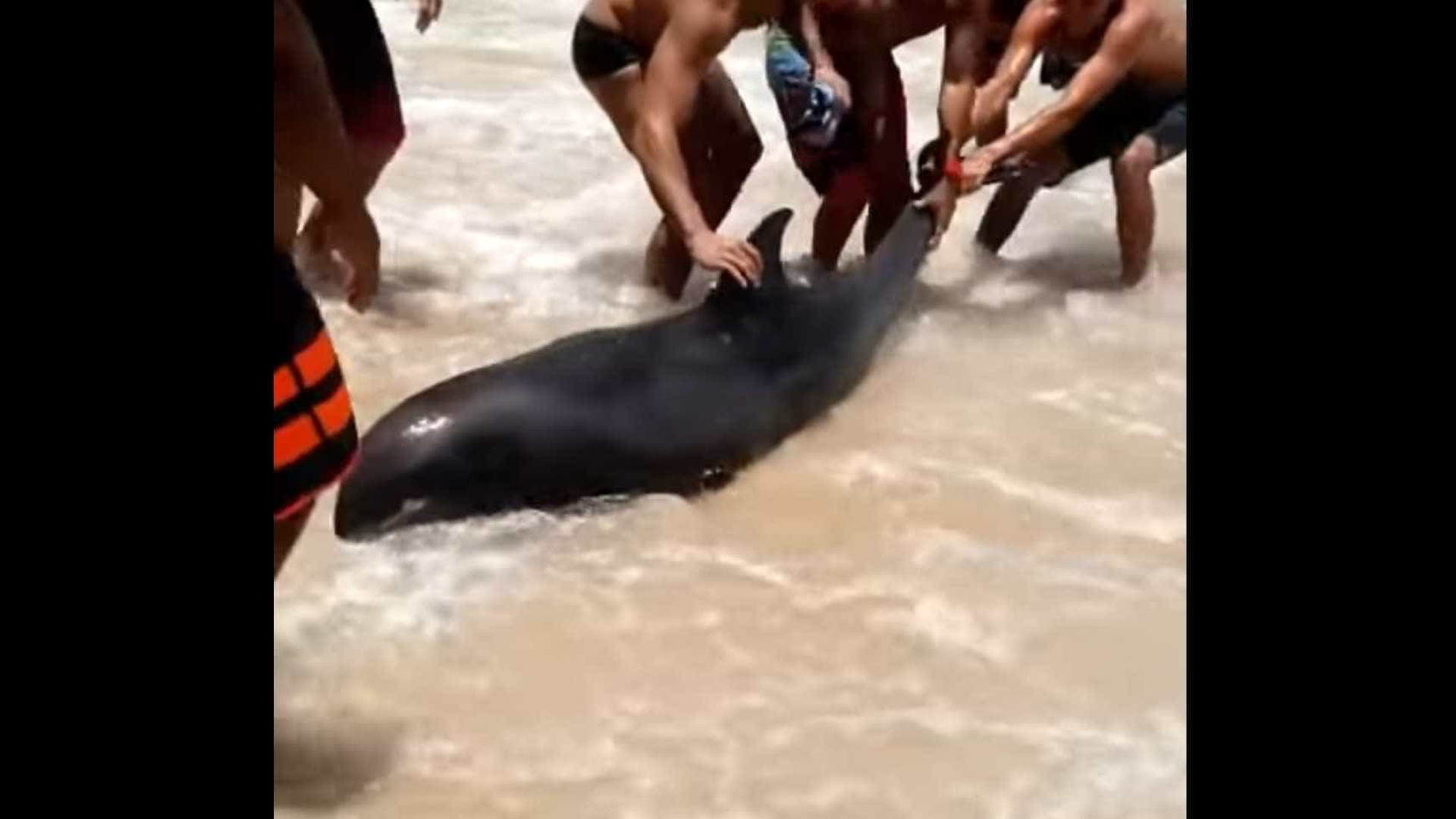Banhistas resgatam golfinho em praia fluminense; assista!