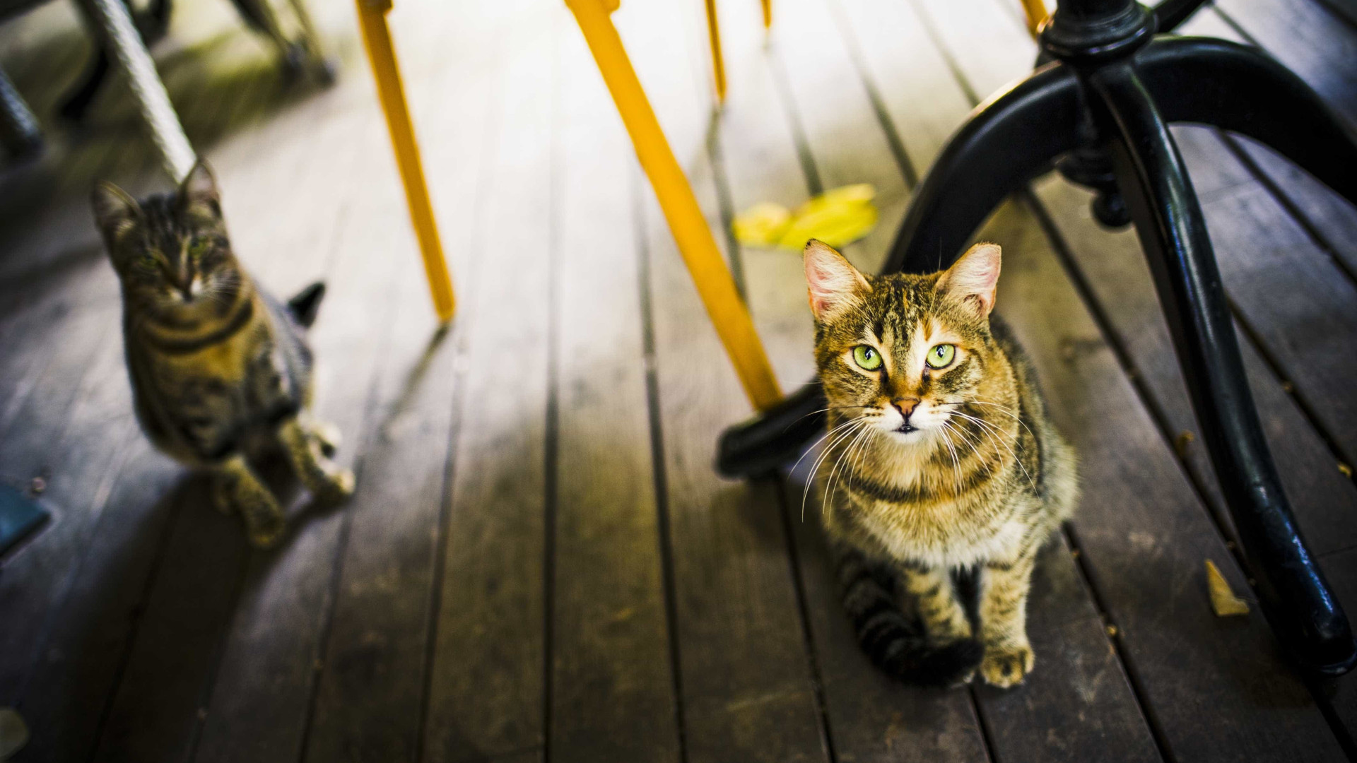 60 gatos morreram envenenados na UFPB em 8 meses, mostra levantamento