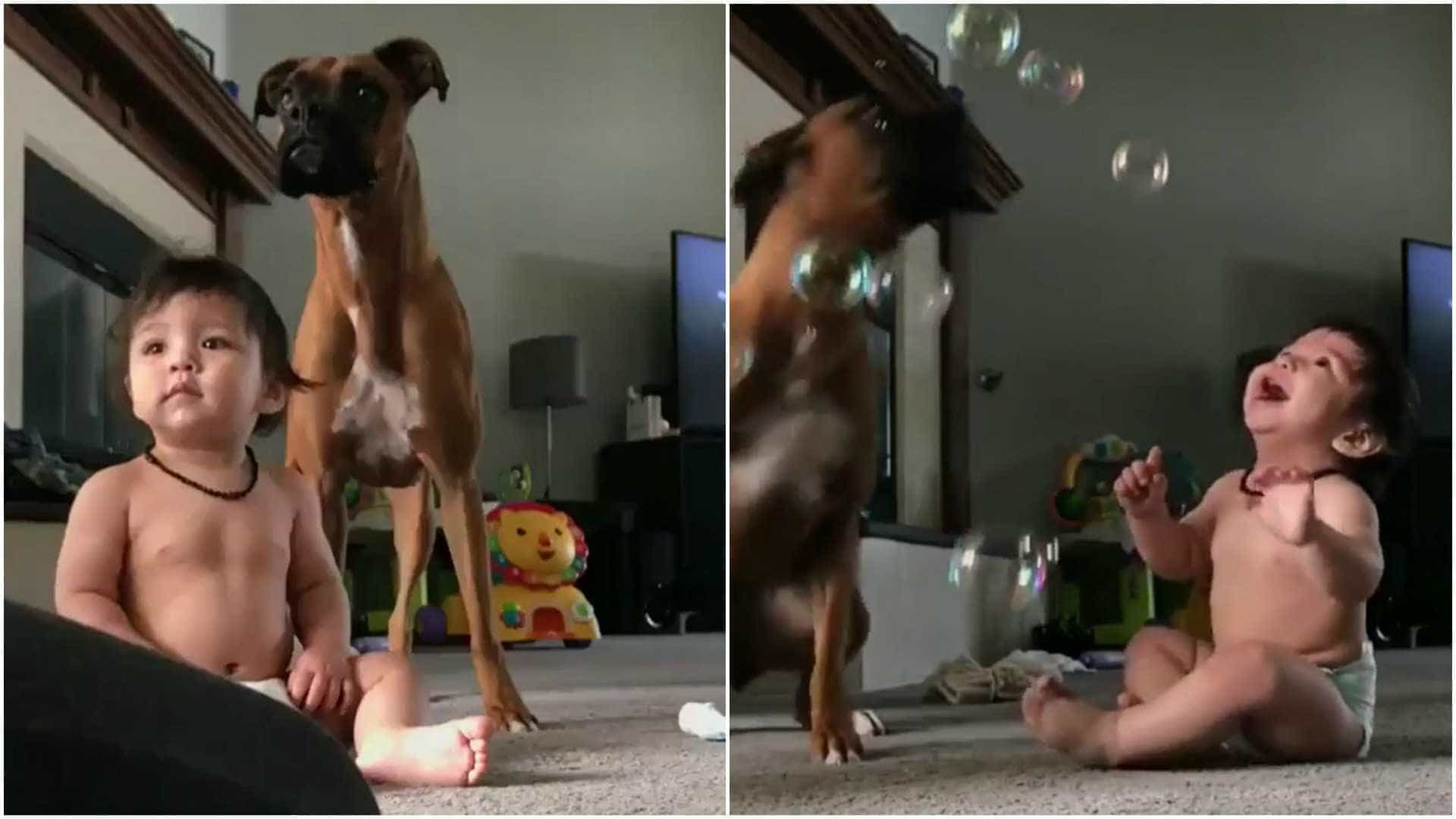 Bebê, cão e bolas de sabão: a combinação que vai alegrar seu dia