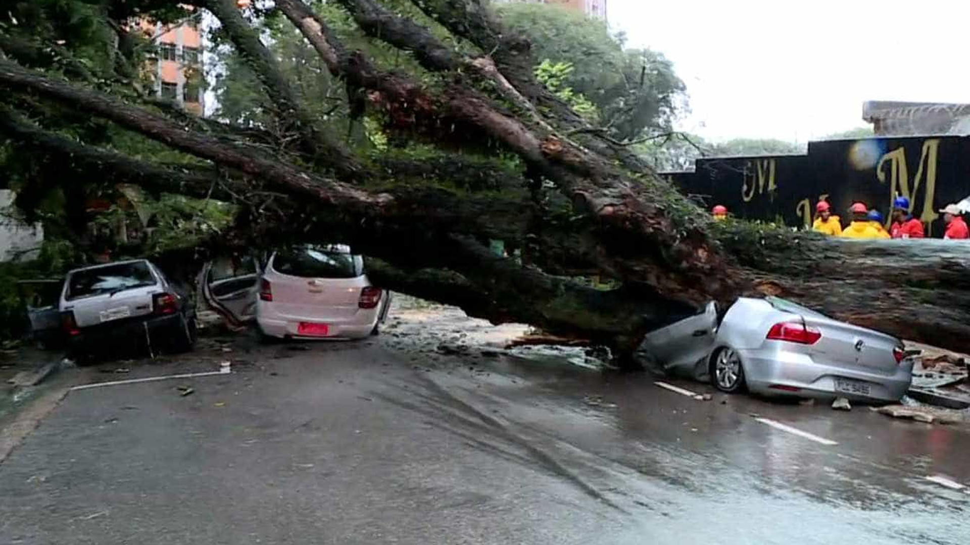 Queda de árvore esmaga carros na capital paulista