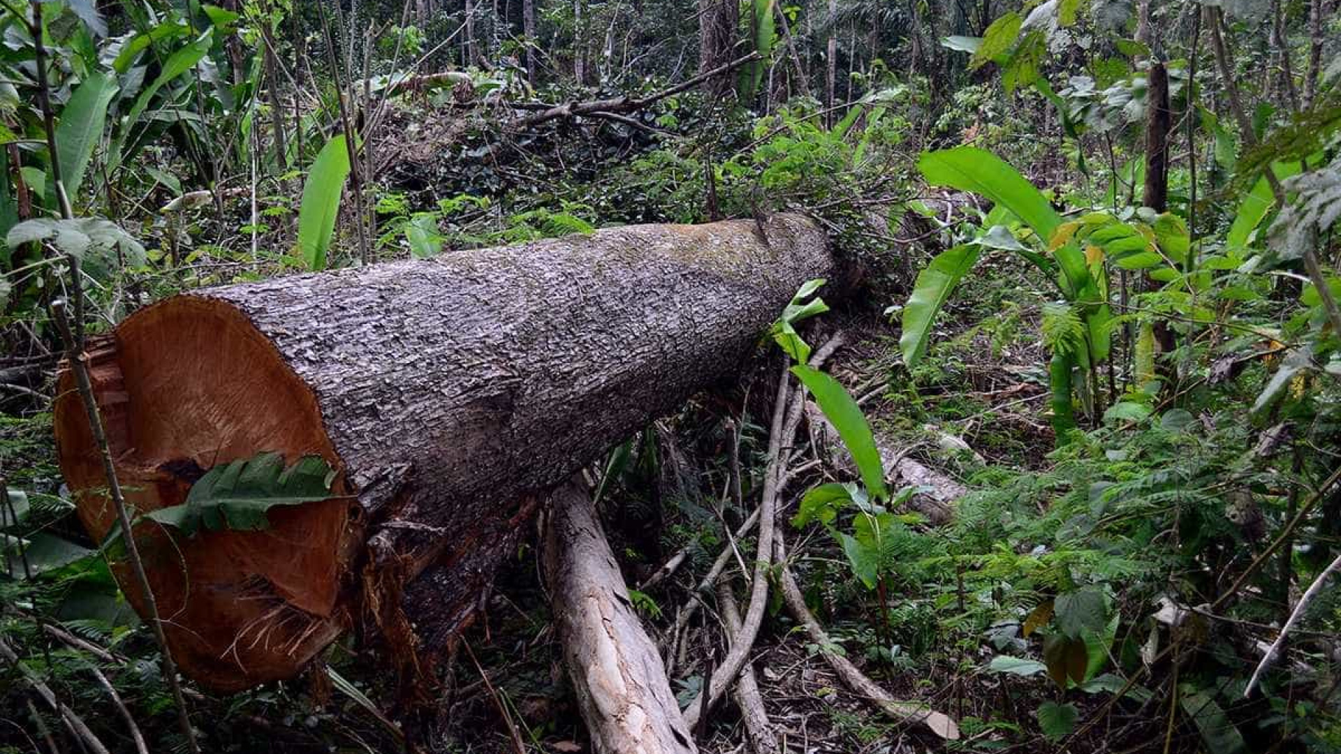 Temer veta corte, mas vai propor nova redução de floresta no Pará