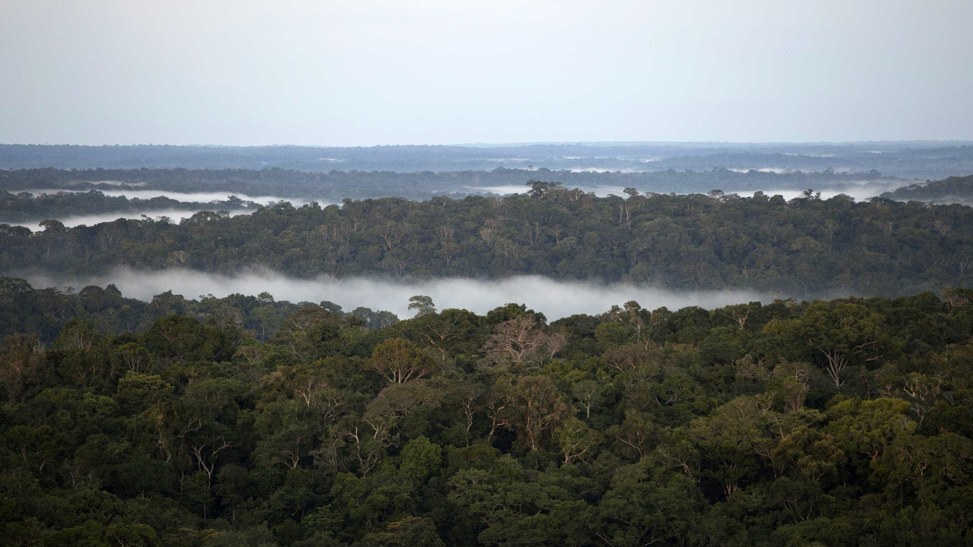 Brasil perdeu 9,5% das florestas entre 2000 e 2014