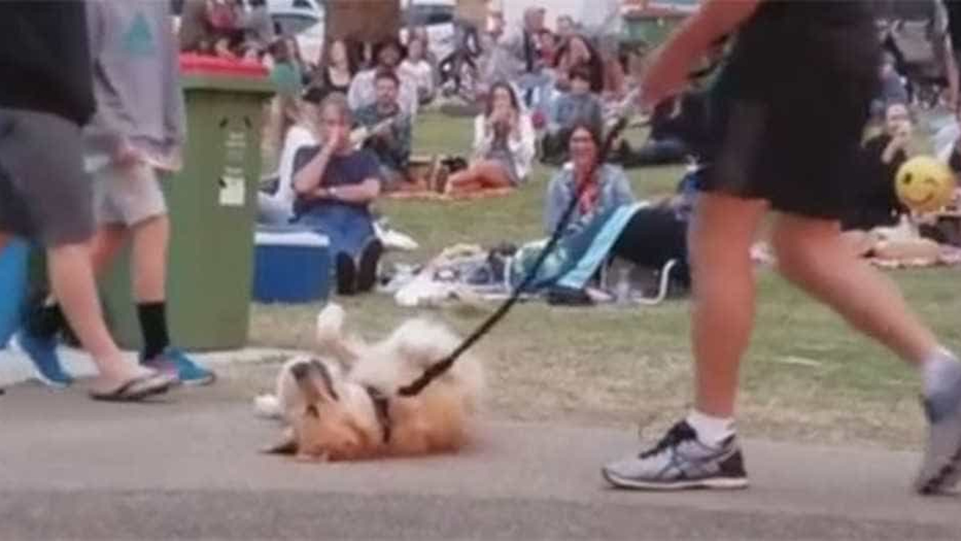 Cão empaca e se recusa a passear com seu dono; veja