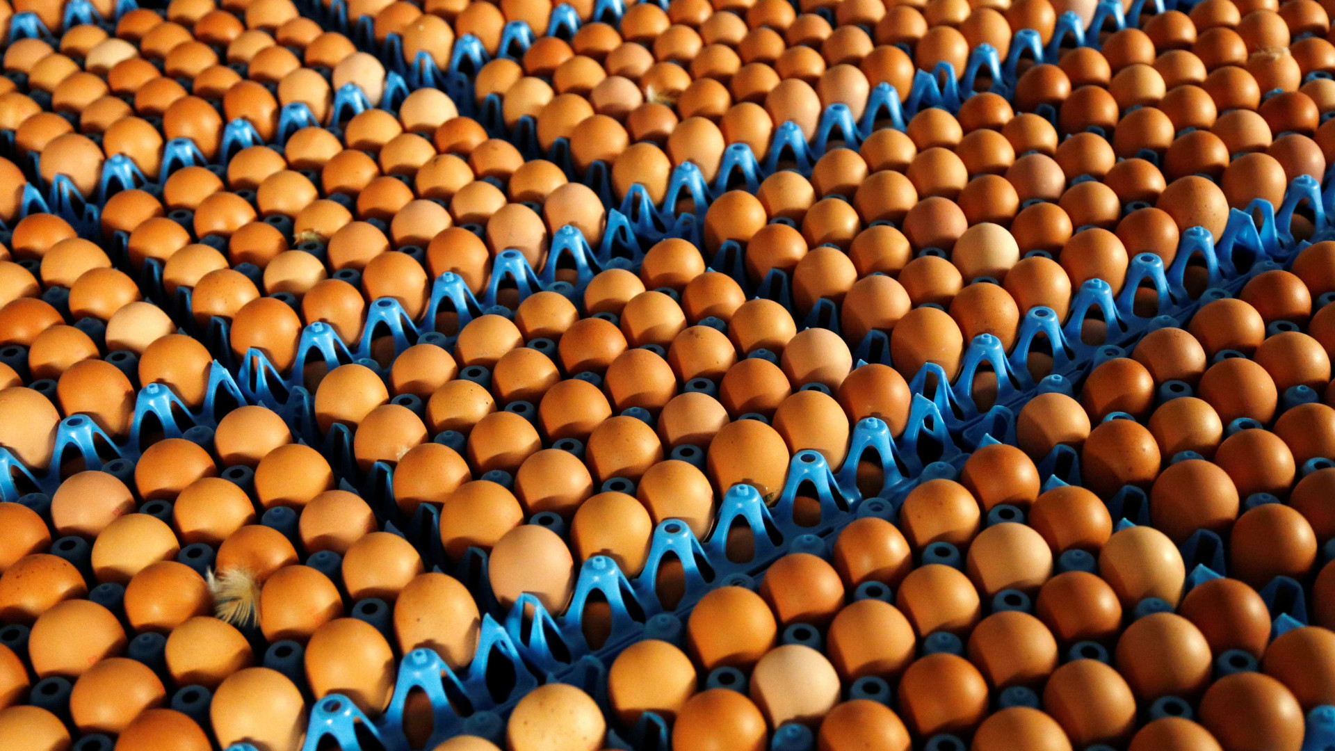 Ovos contaminados já foram identificados em 17 países