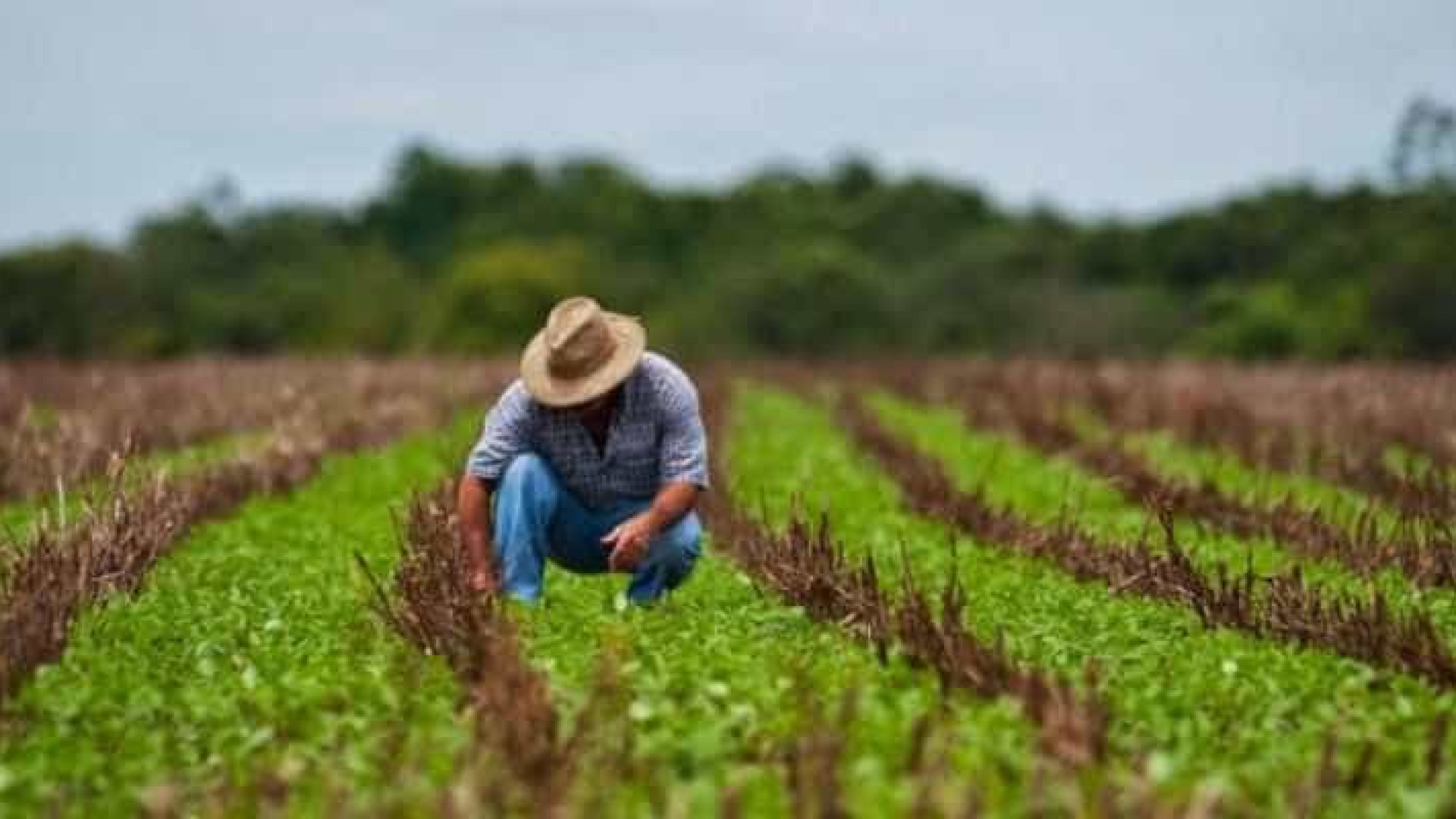 IEA avalia o Plano Agrícola e Pecuário 2018/19