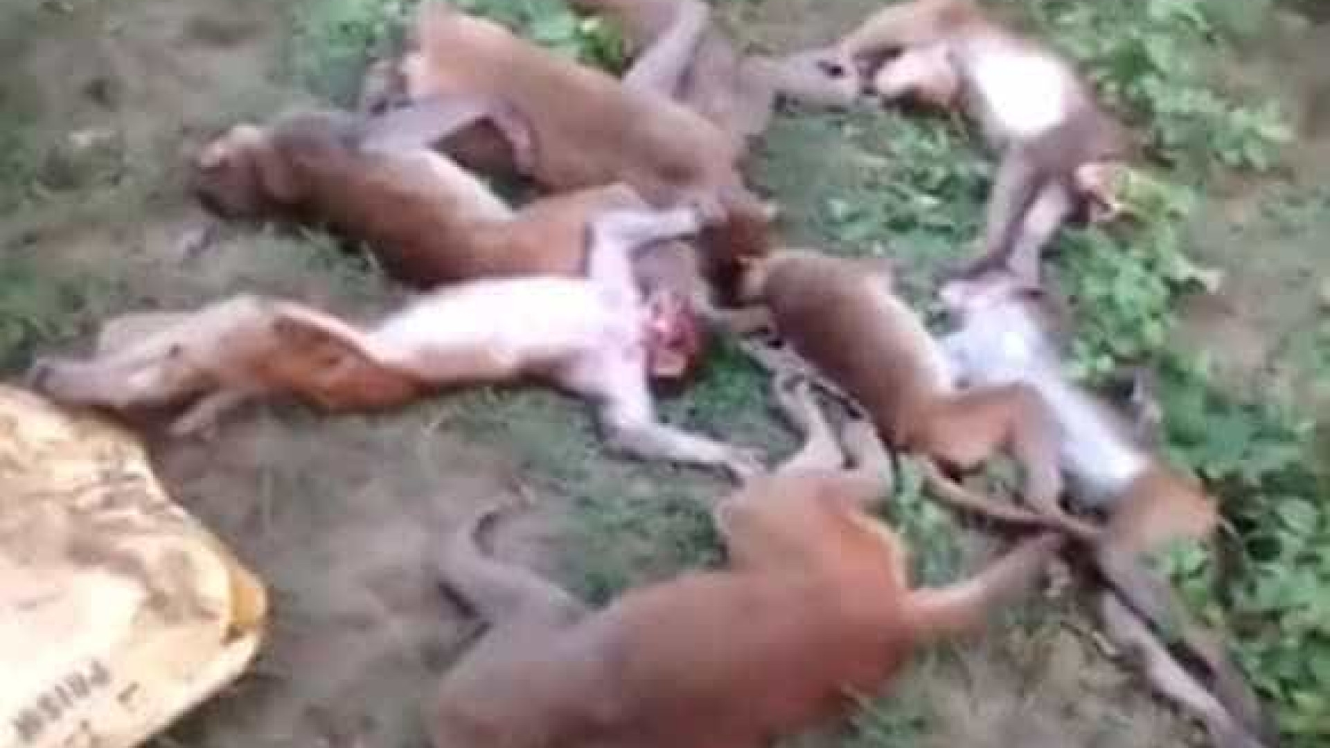 Ao avistarem tigre, 12 macacos morrem de ataque cardíaco ao mesmo tempo