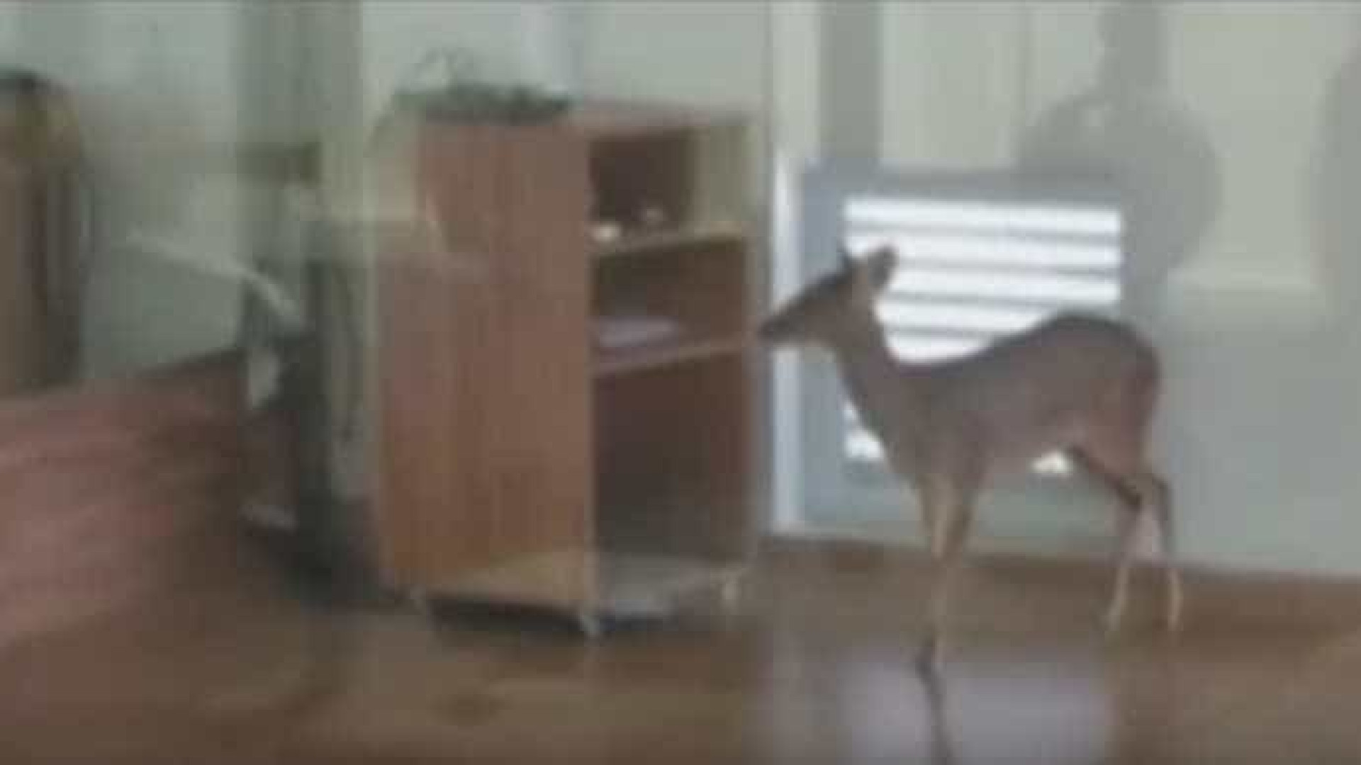 Veado invade sala de ginástica em MG e é capturado pela PM; veja
