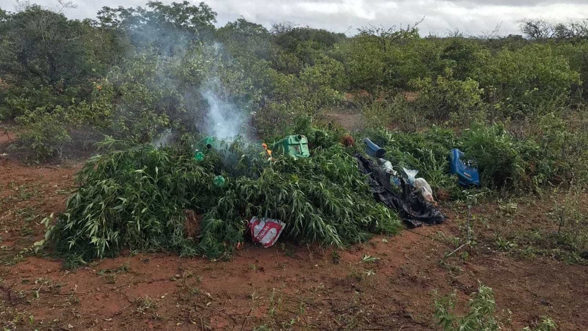 Mais de mil pés de maconha são encontrados em cidade da Bahia
