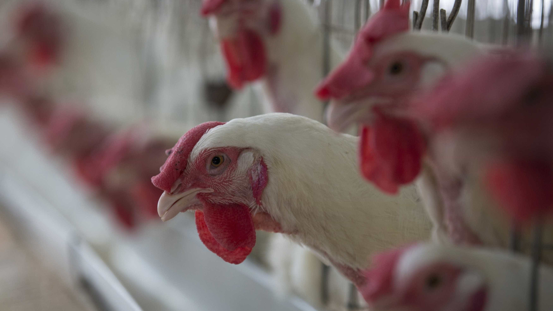 Arábia Saudita descredencia 33 unidades de carne de frango do Brasil