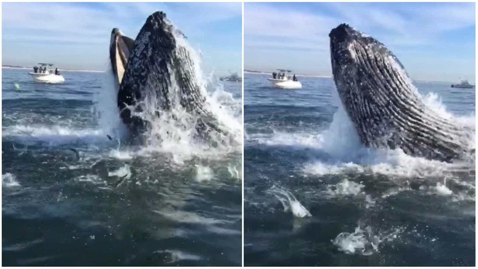 Baleia realiza salto impressionante para fazer sua refeição