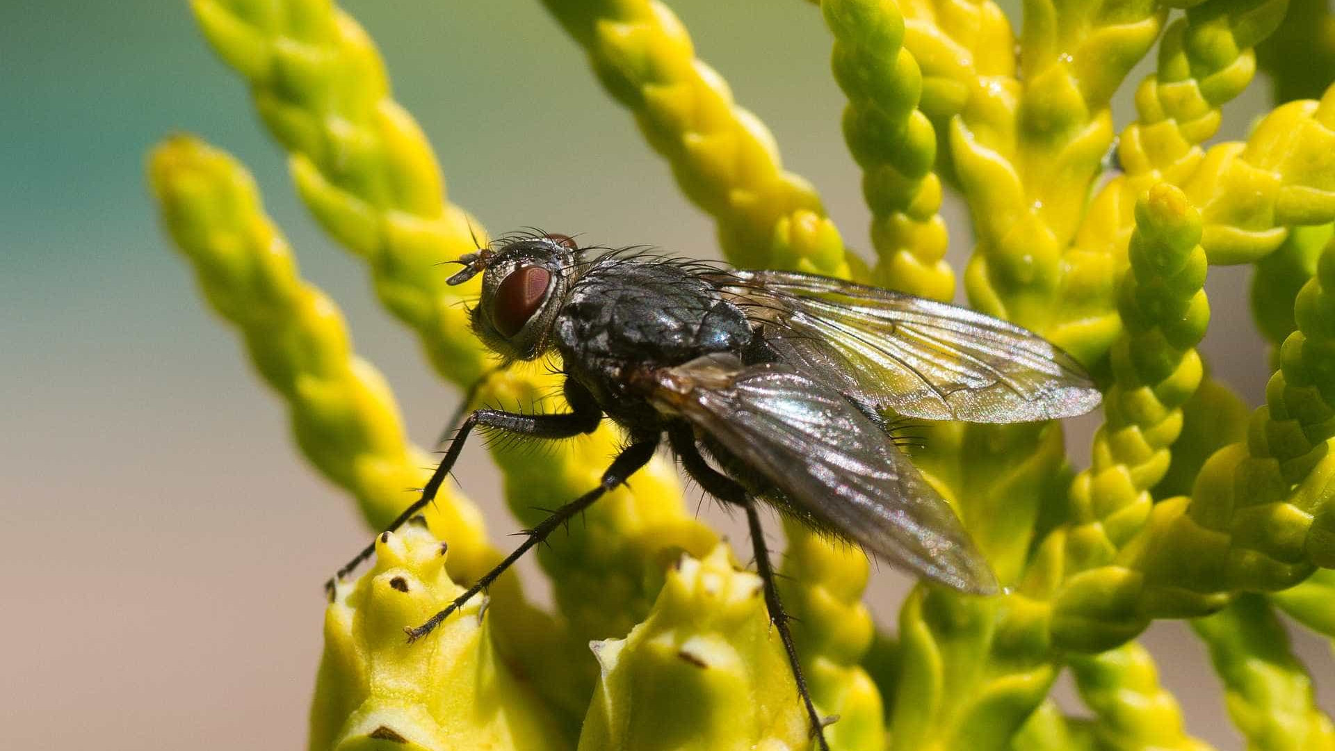 O que fazer se uma mosca pousa na comida: comer ou jogar fora?