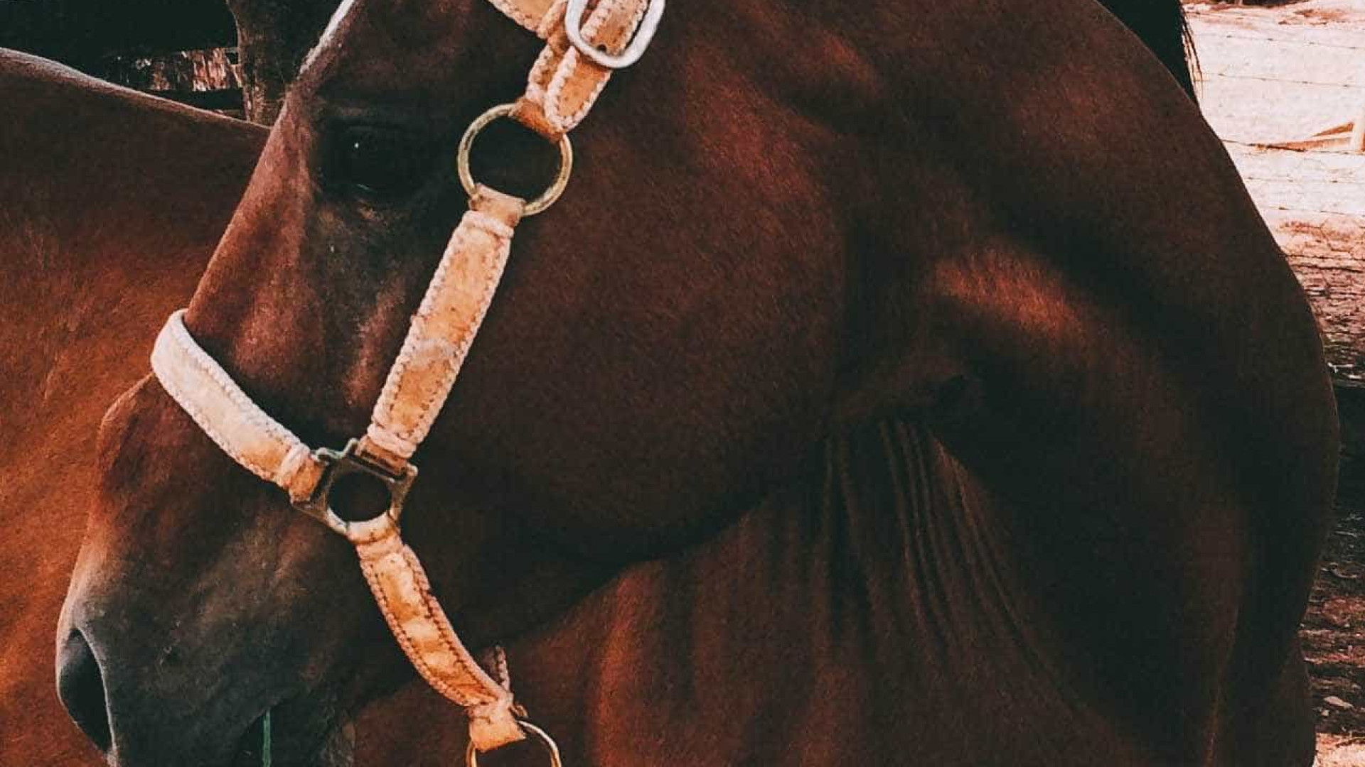 Cavalo é 'preso' após dar coice em carro: 'crime de dano'