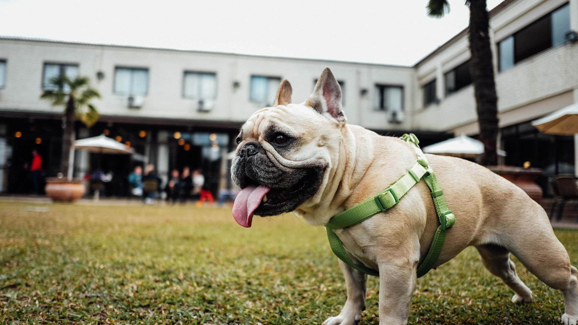 Dicas para viajar com o pet