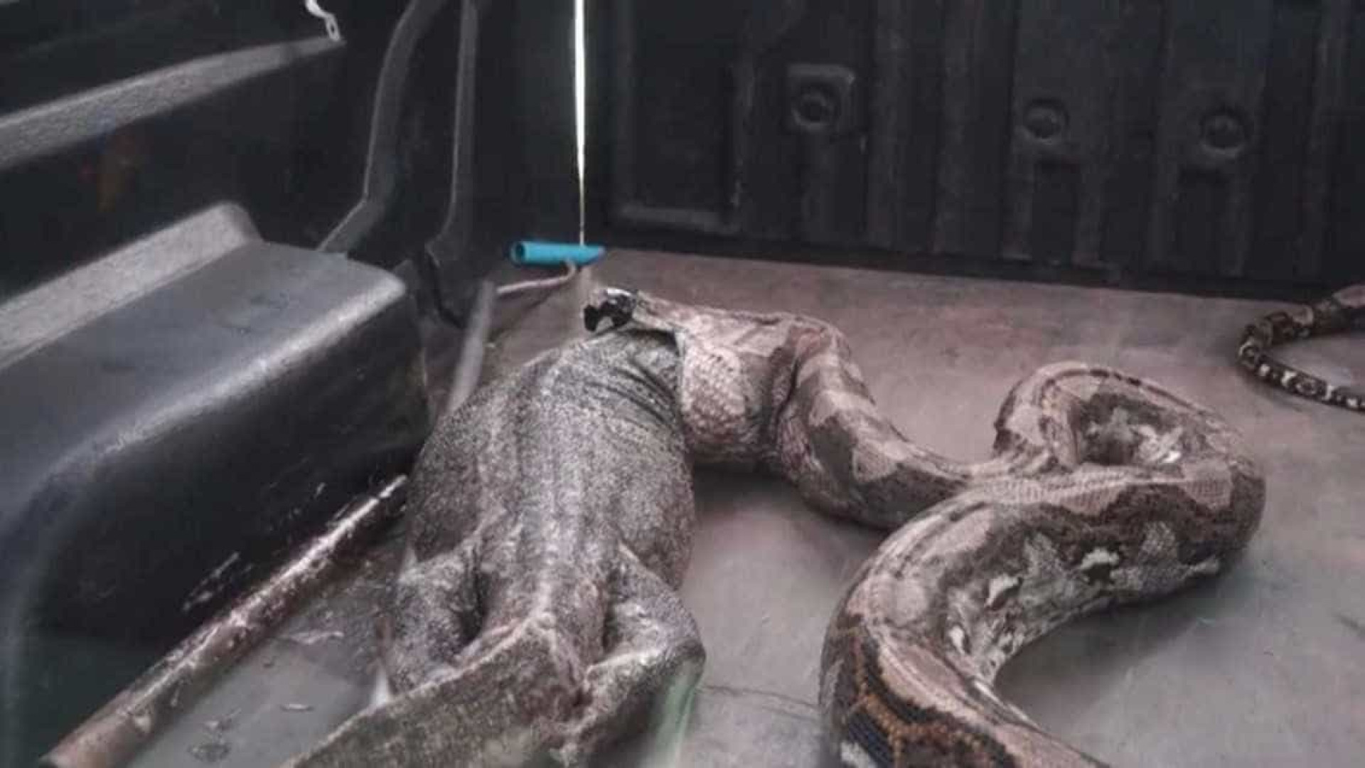 Piton de 5 metros é encontrada em residência na Tailândia