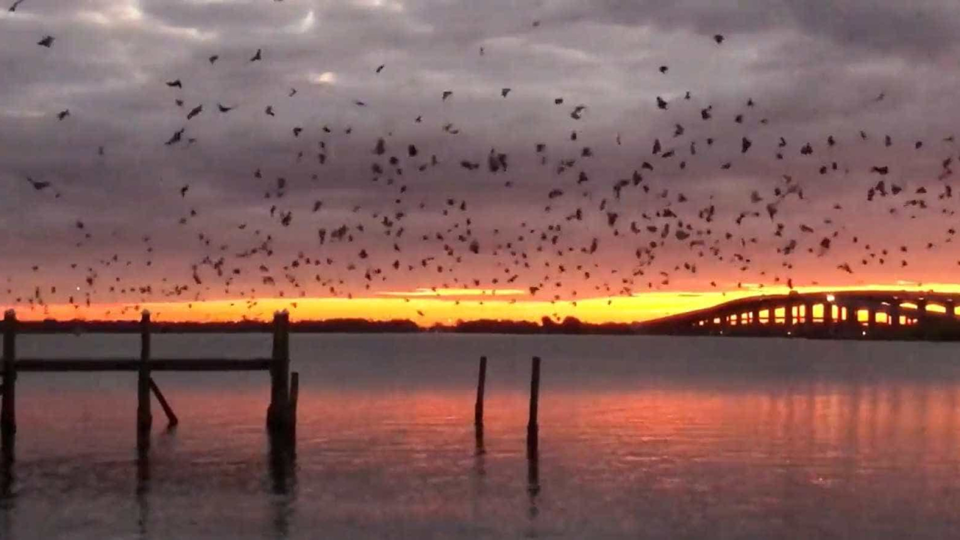Pássaros preenchem o cenário de um pôr do sol impressionante na Flórida