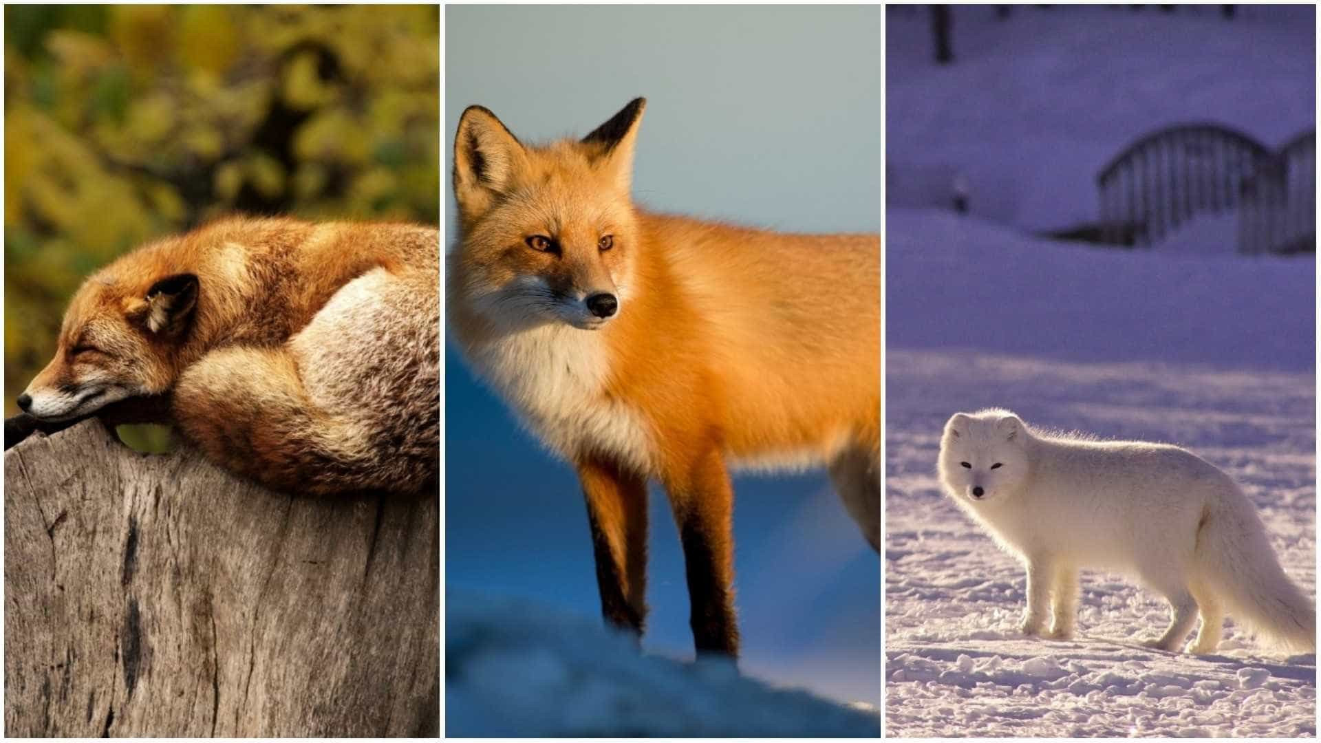 Espertas e malandras: melhores momentos de raposas flagrados em vídeo
