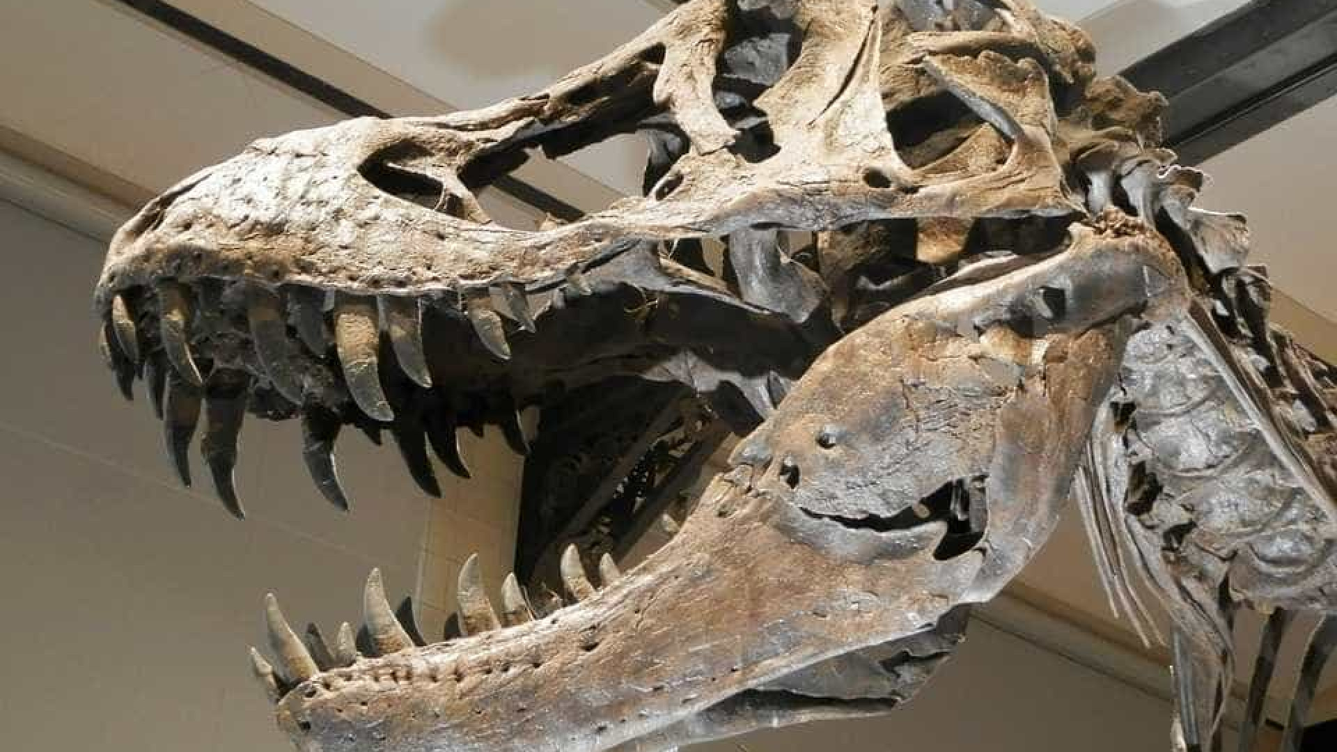 Identificado primeiro dinossauro predador que viveu no interior de SP