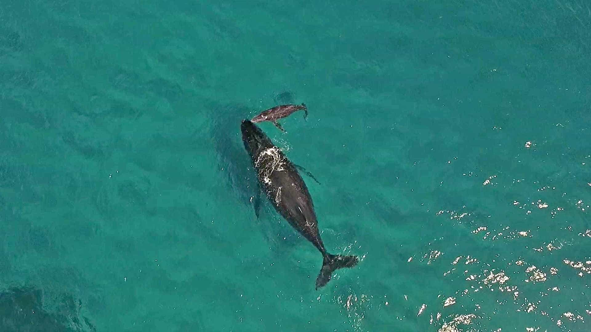 Baleia recém-nascida respira pela primeira vez