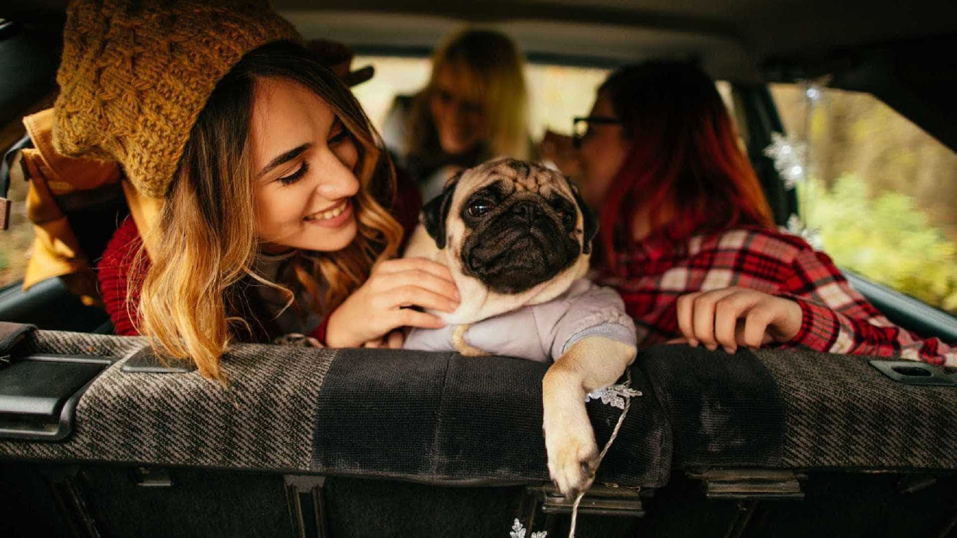Animais de estimação vão influenciar carros do futuro