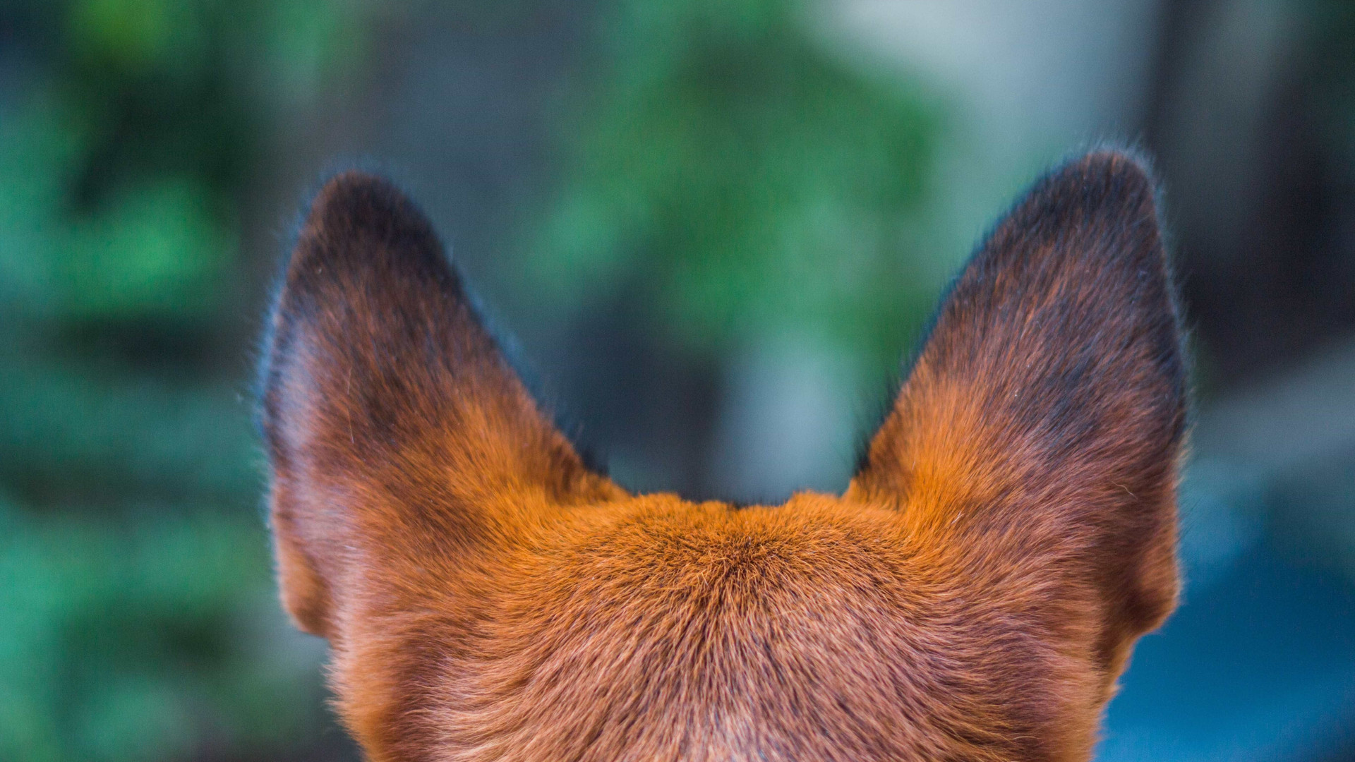 Cartilha ensina a formar humano-guia para cão cego