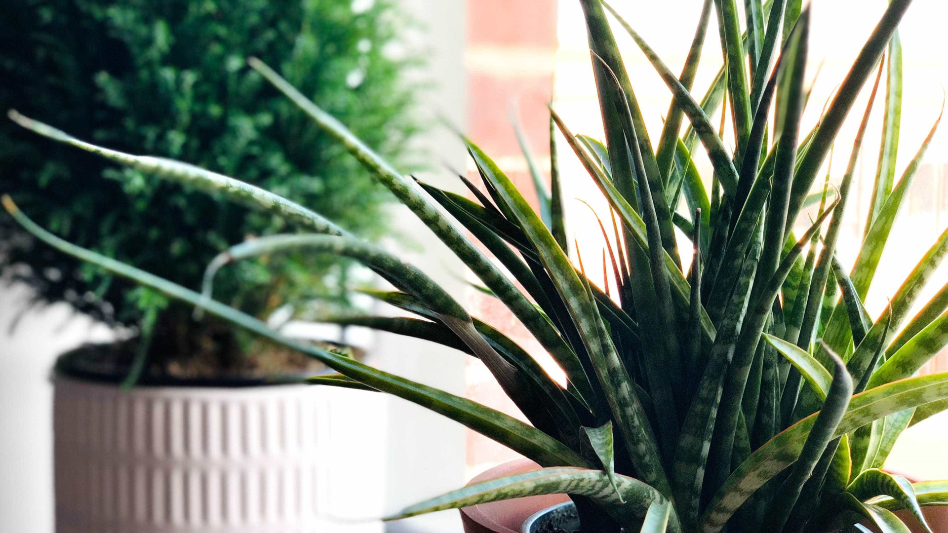 Conheça 5 plantas resistentes para quem não tem tempo de cuidar