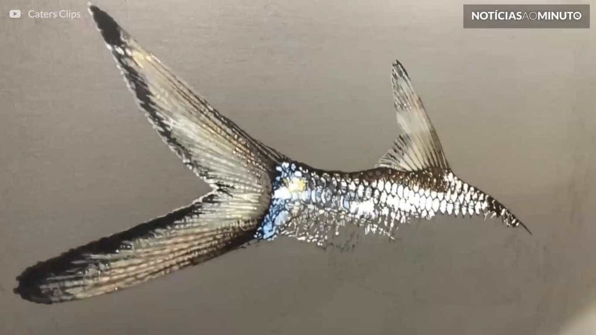 Artista sul coreano faz arte hiper-realista