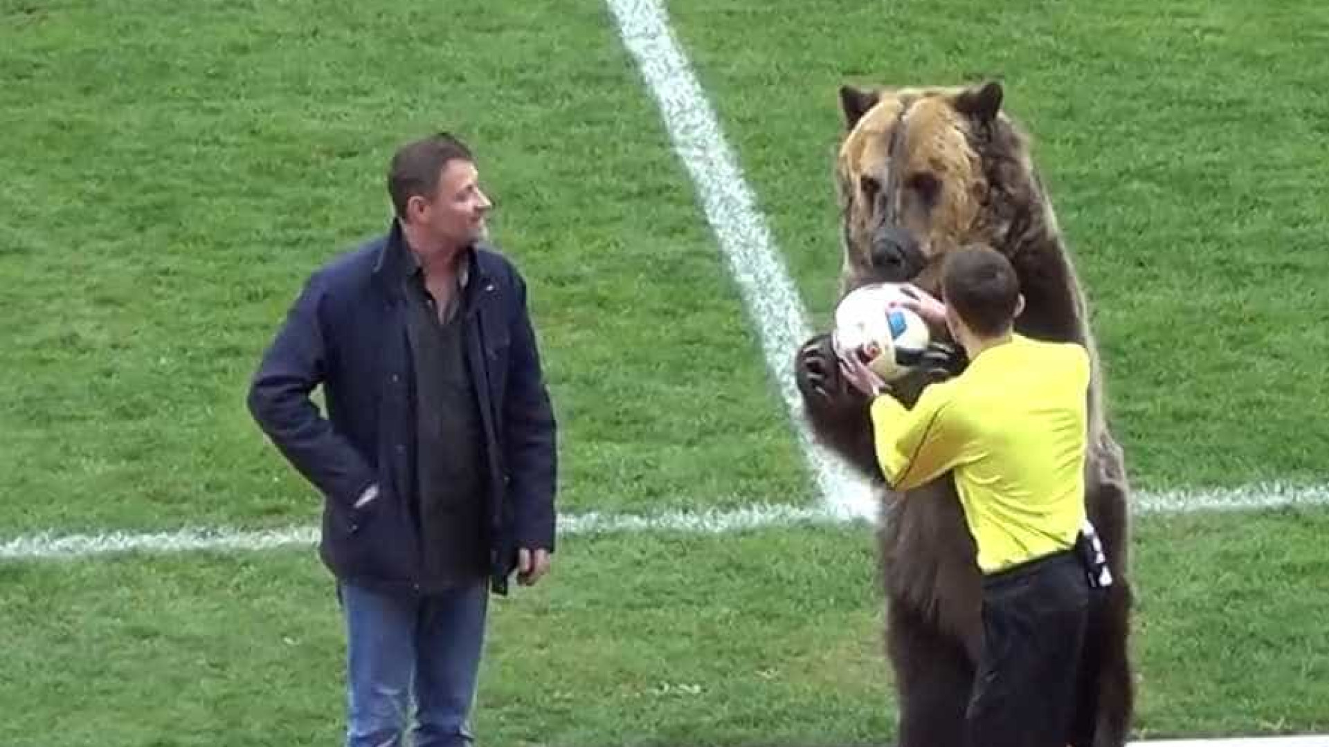 Urso (real) entrega bola para começar partida na Rússia