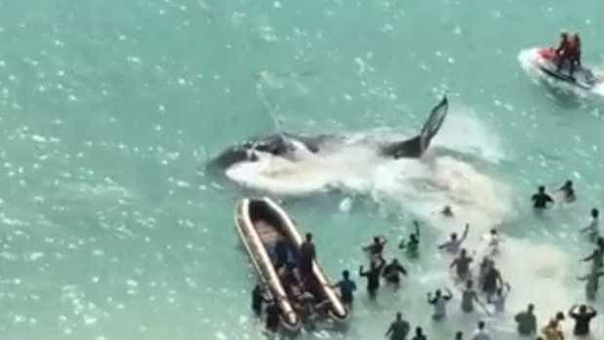 Brasileiros comemoram resgate de baleia no RJ
