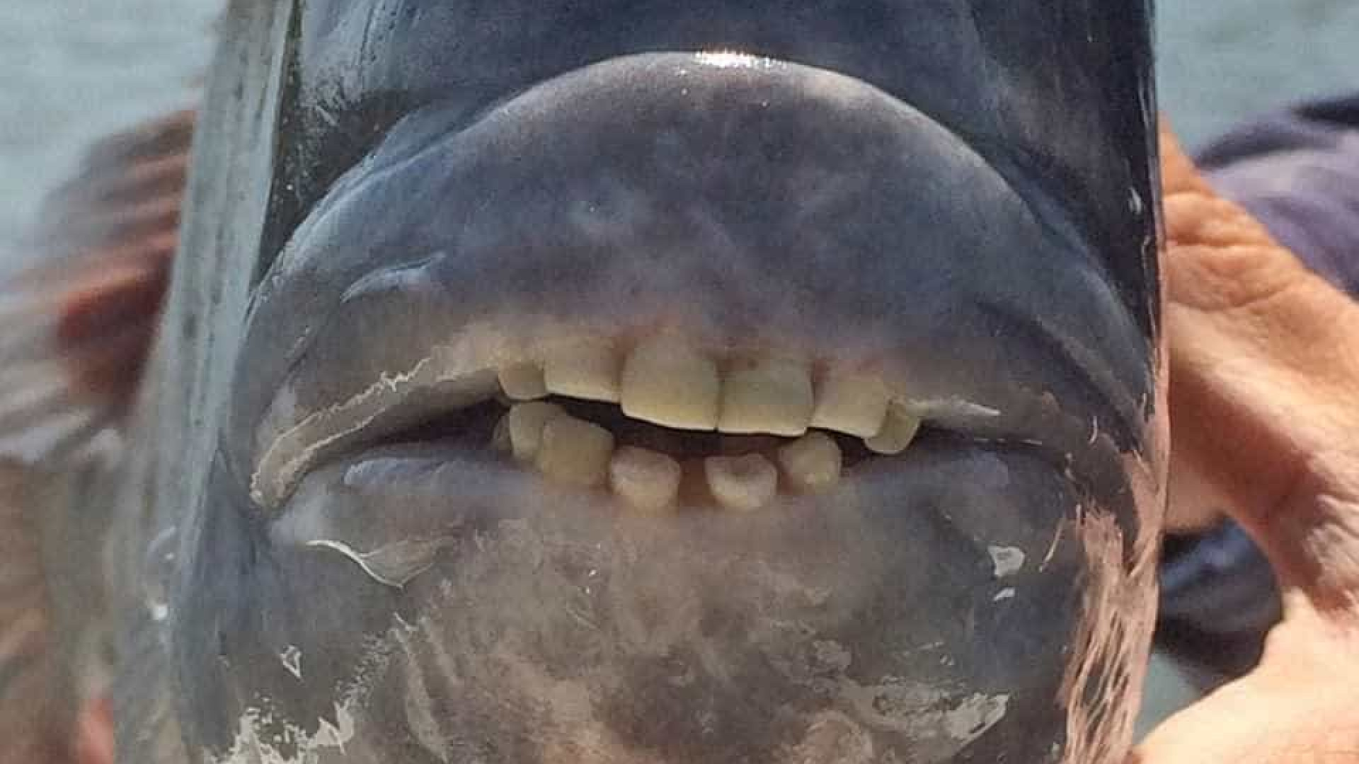 Peixe com 'dentes humanos' é capturado nos Estados Unidos; veja