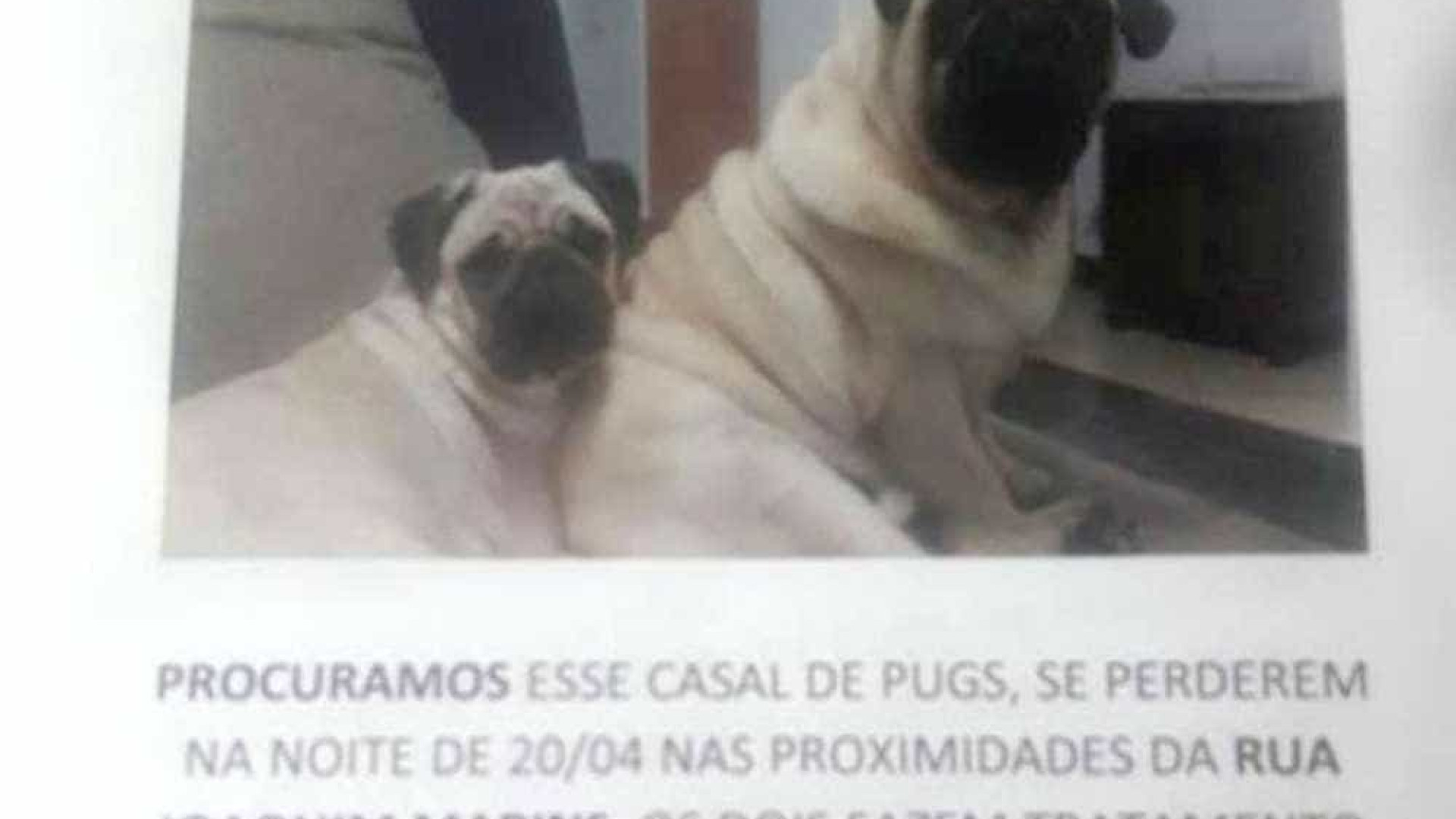 Casal oferece carro como recompensa por cães desaparecidos