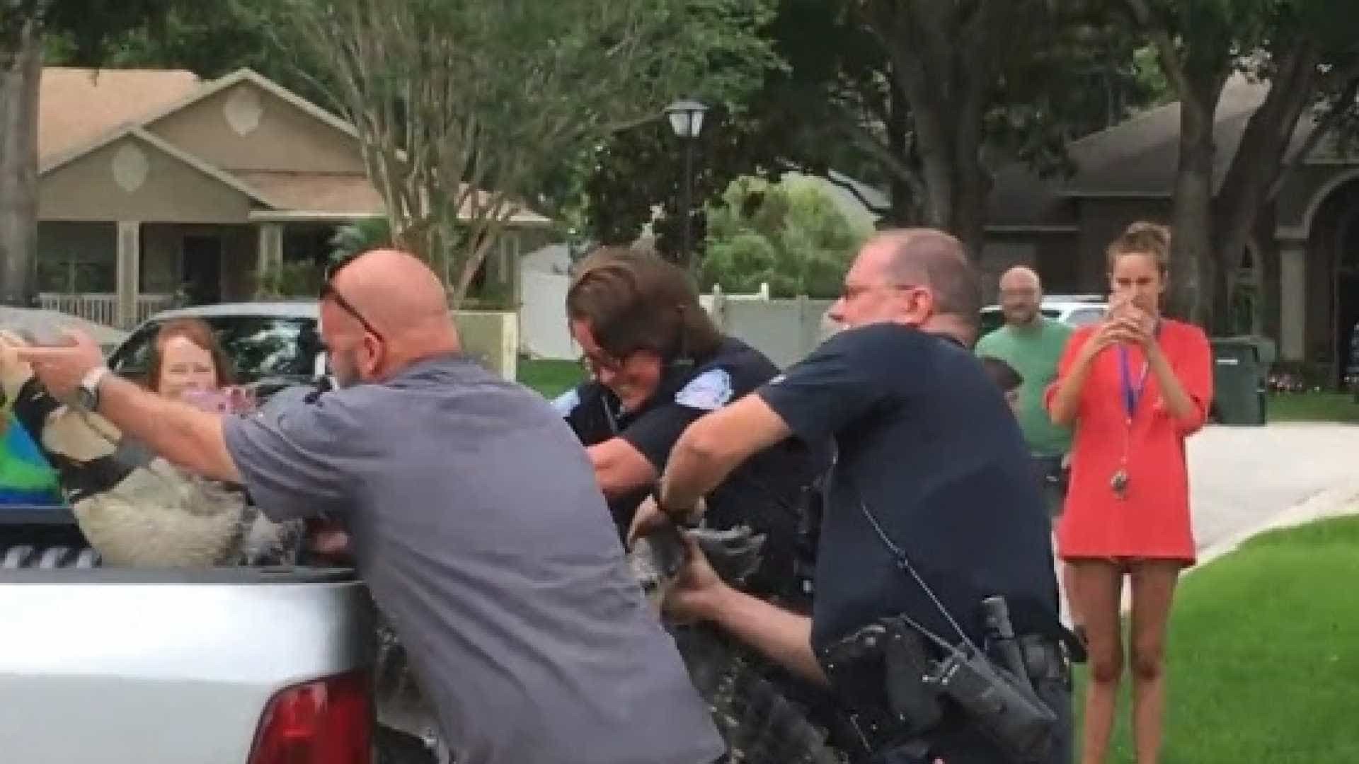'Cabeçada' de jacaré capturado deixa homem inconsciente