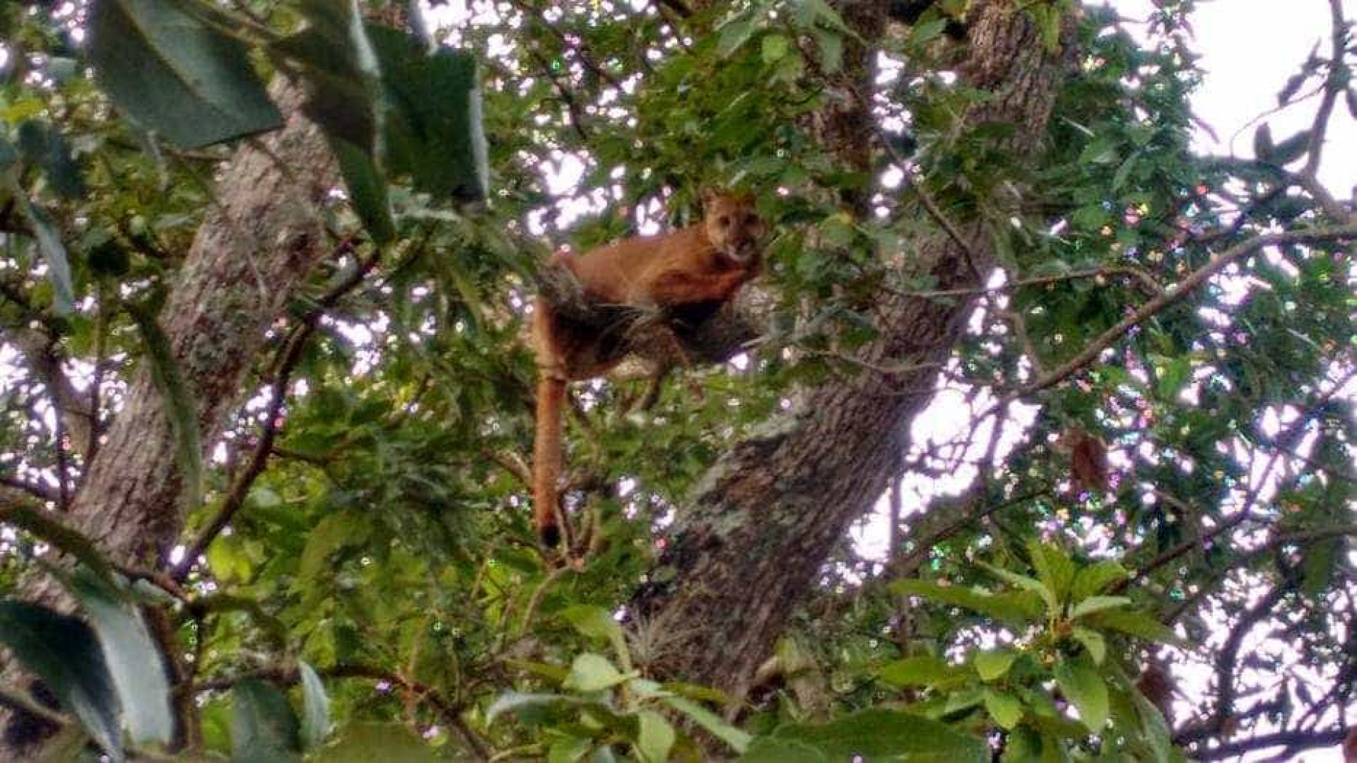 Onça-parda invade quintal de casa no interior de São Paulo