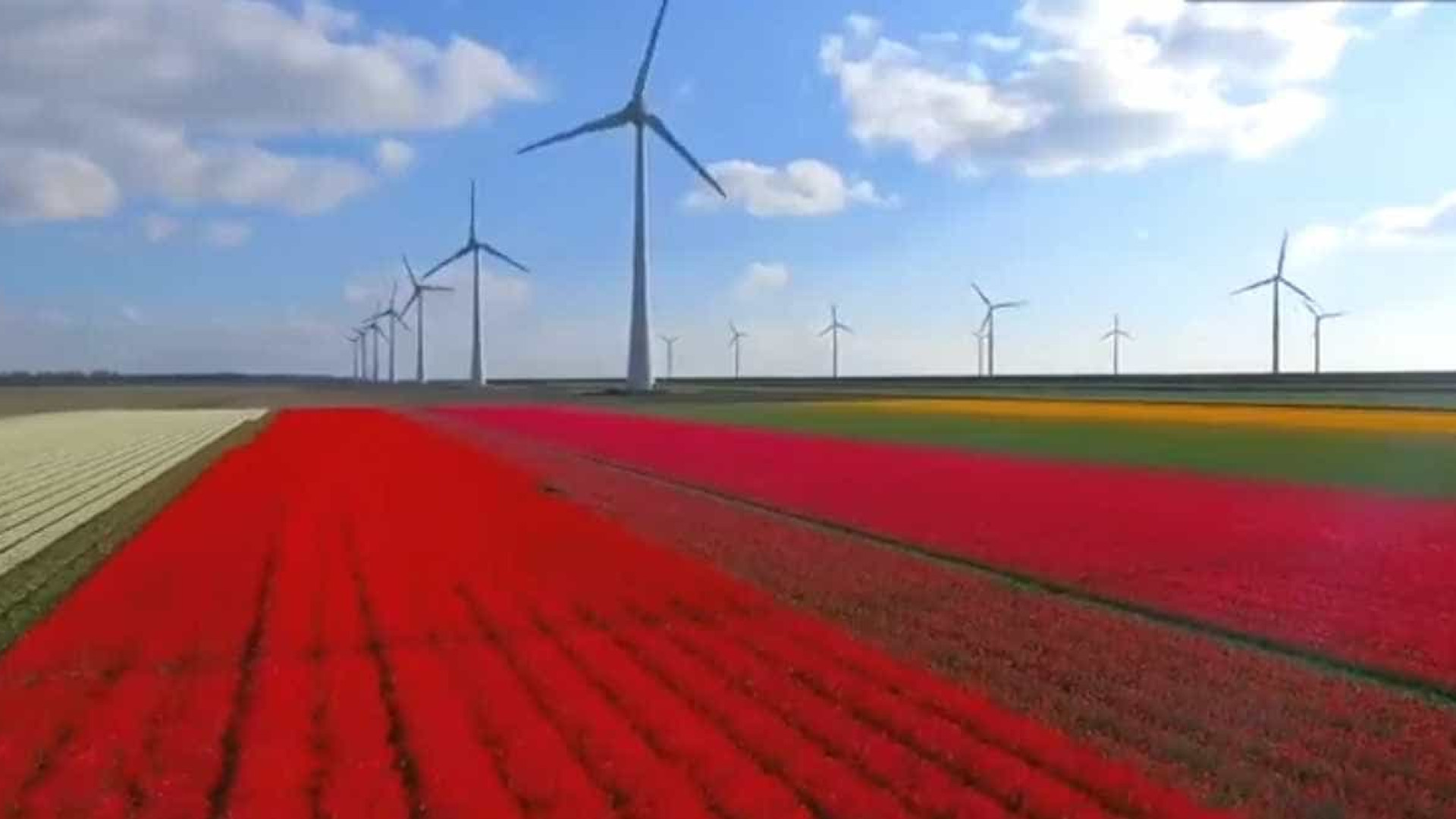Drone mostra beleza dos campos de tulipas na Holanda