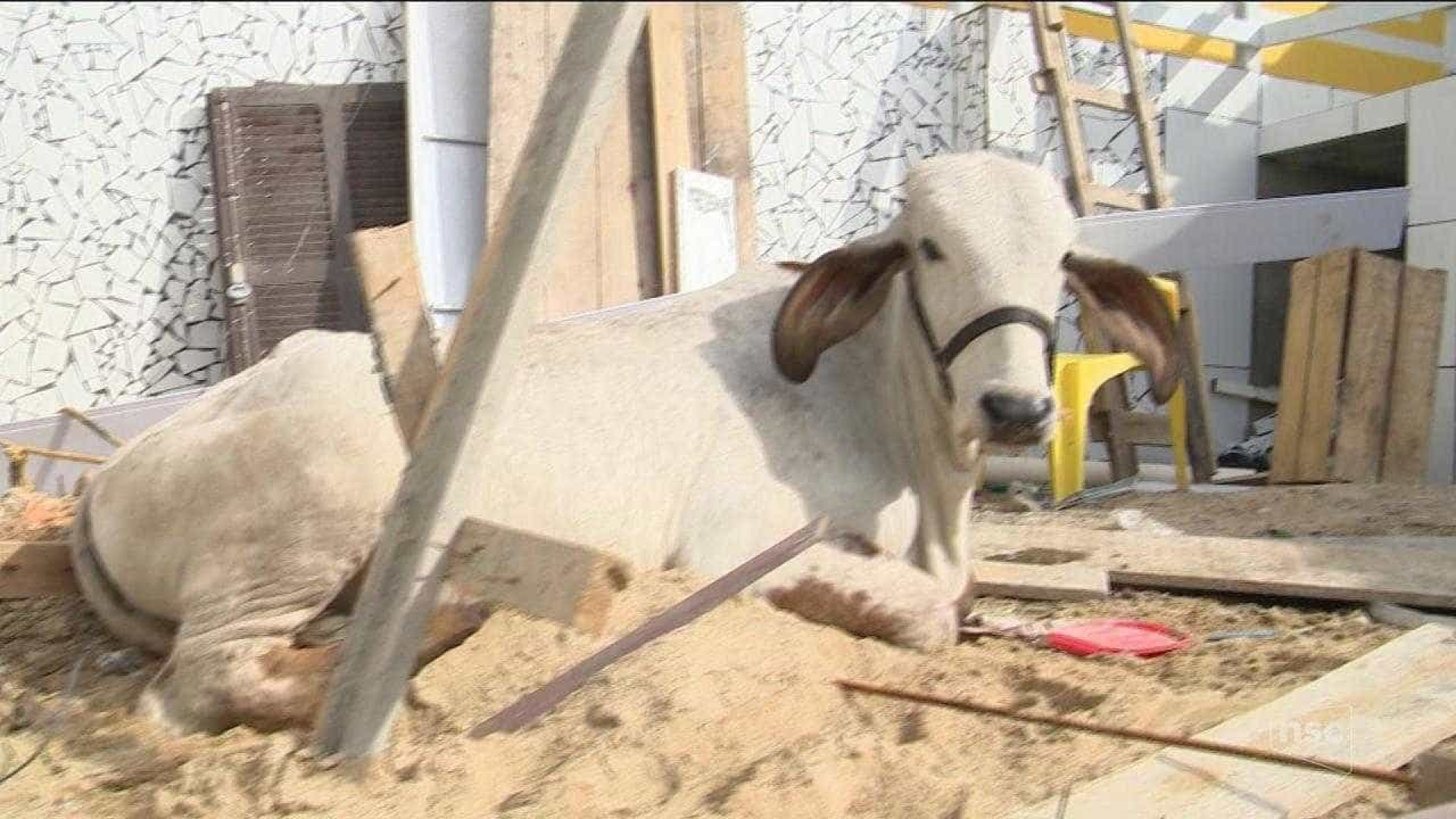 Vaca cai de telhado e destrói parte de casa em Santa Catarina