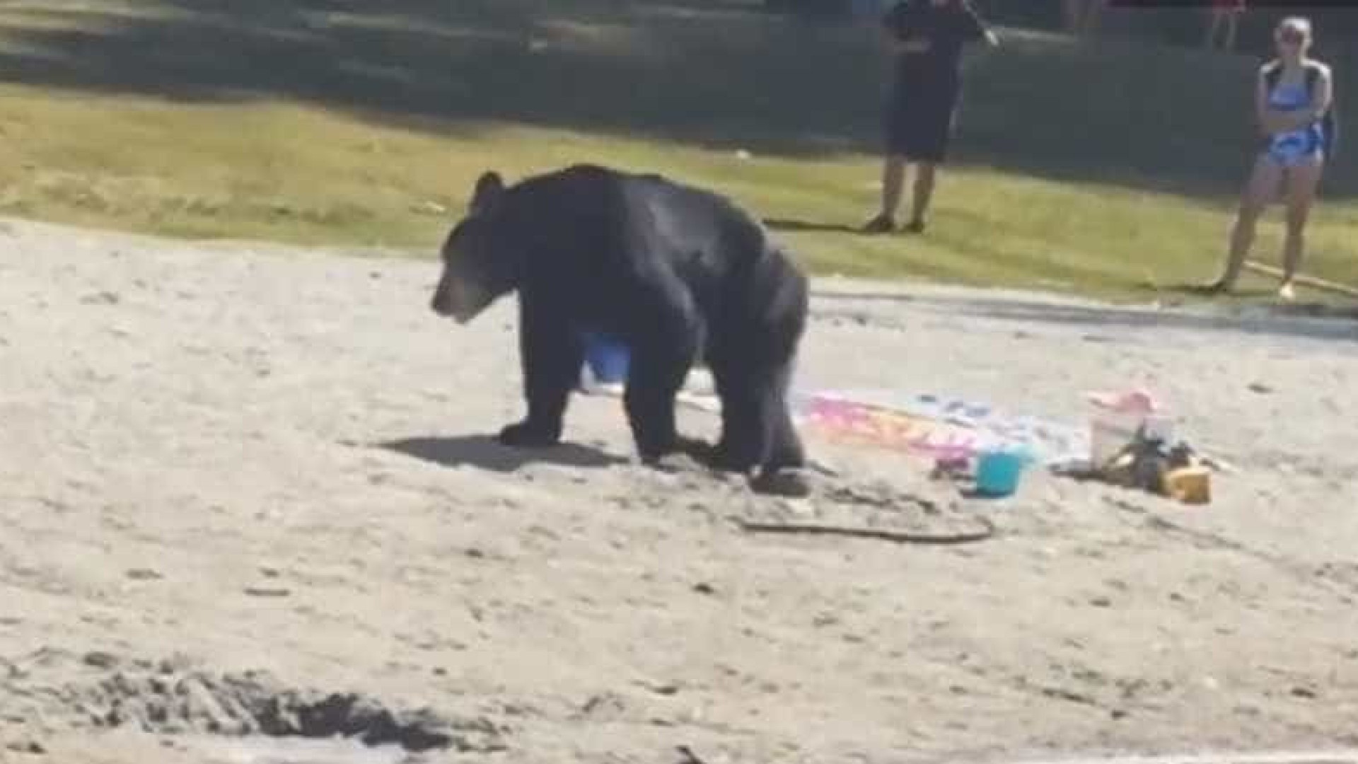 Urso curioso surge em praia no Canadá; vídeo