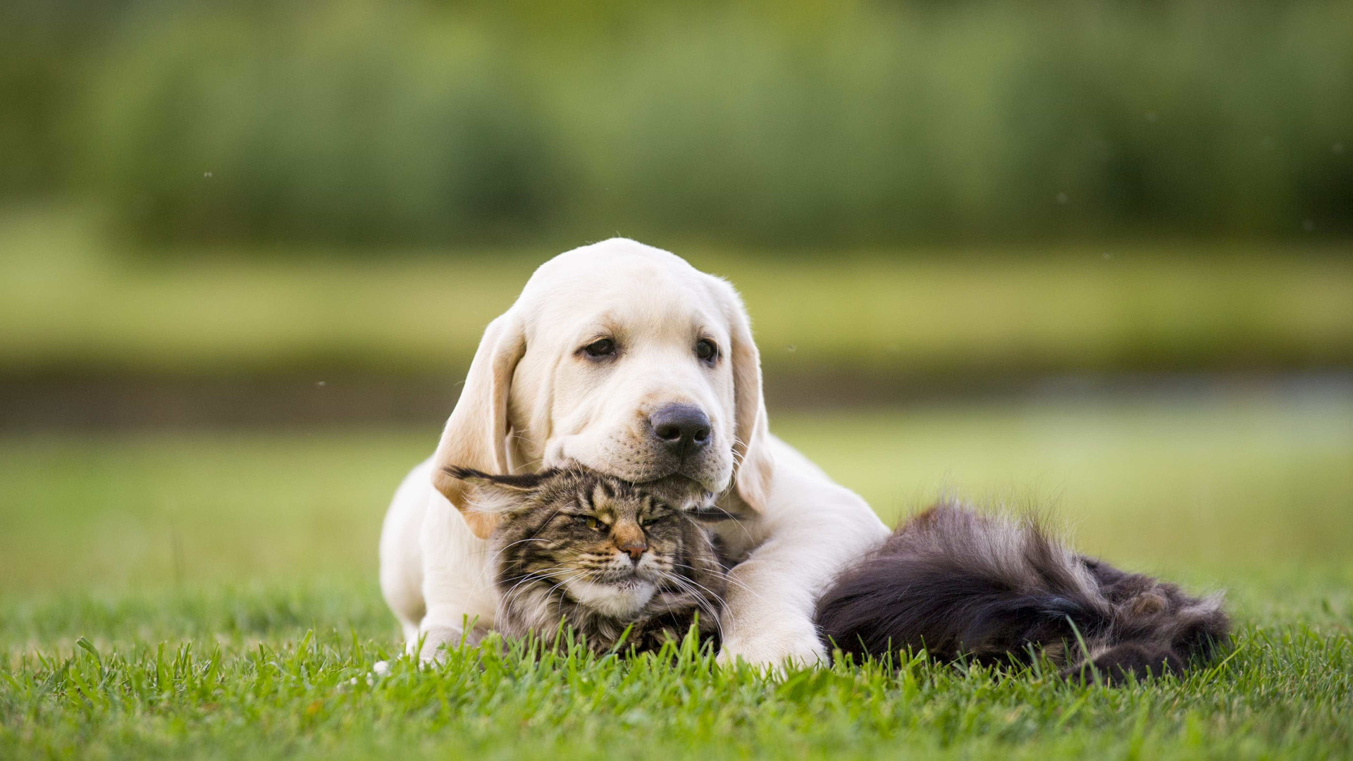 Oito sinais e oito dicas para cuidar bem do coração dos pets