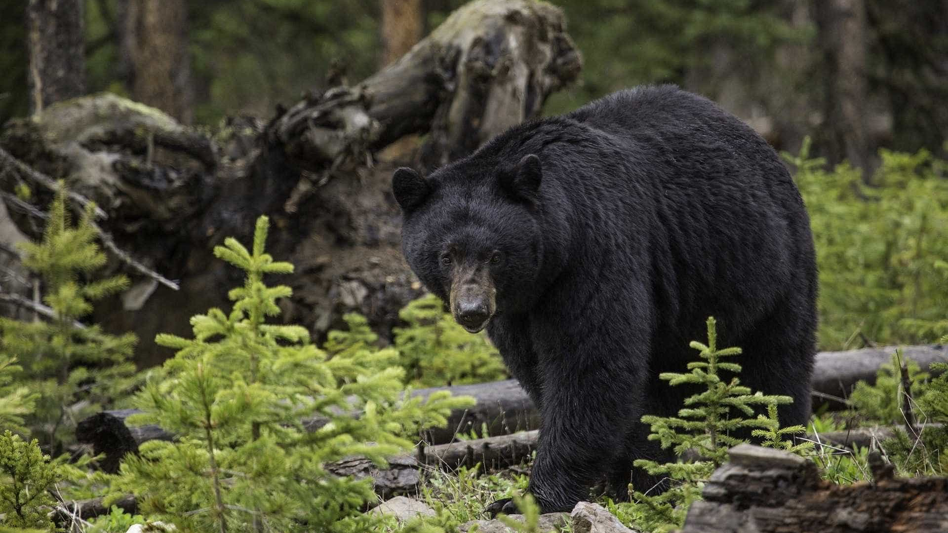 Urso persegue cachorro em plena rua nos EUA; veja