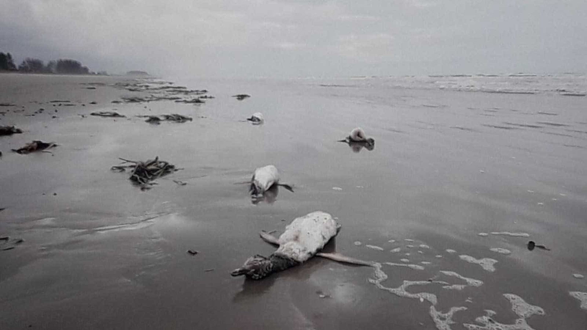 Mais de 200 pinguins são encontrados mortos no litoral de SP