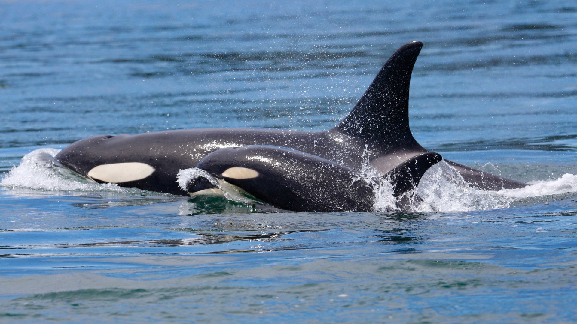 Orca carrega o corpo de seu filhote morto há 17 dias