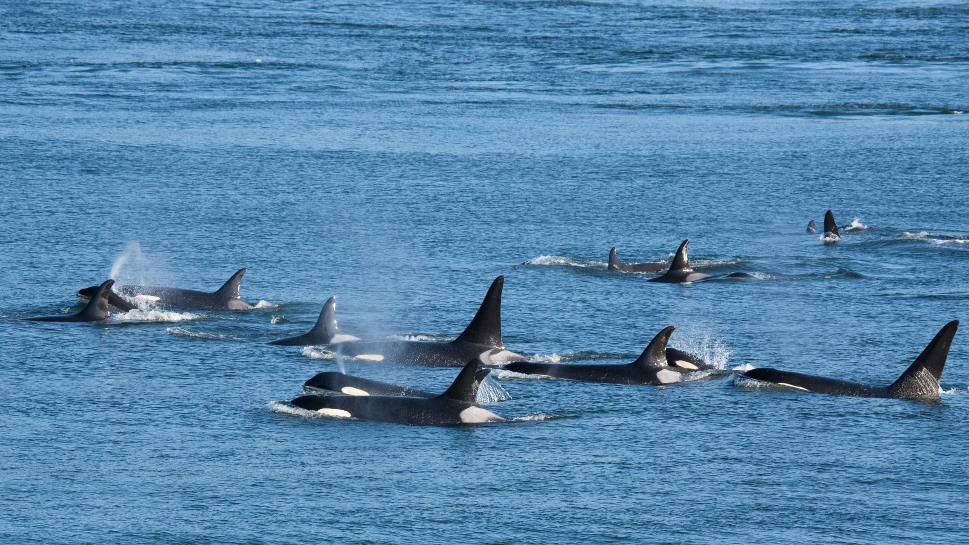 Grupo de orcas é avistado em praias de Ilhabela, no litoral norte de SP