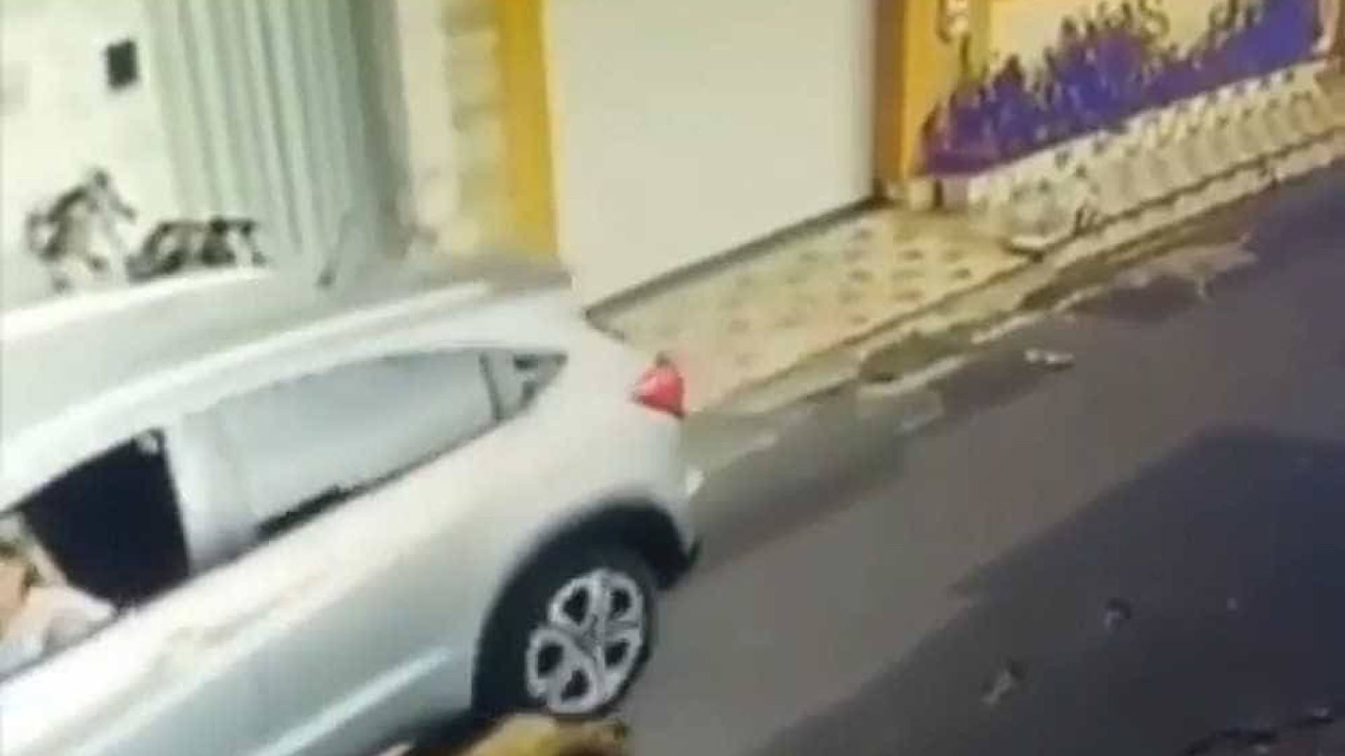 Vídeo de mulher atropelando cachorros em São Luís revolta internautas